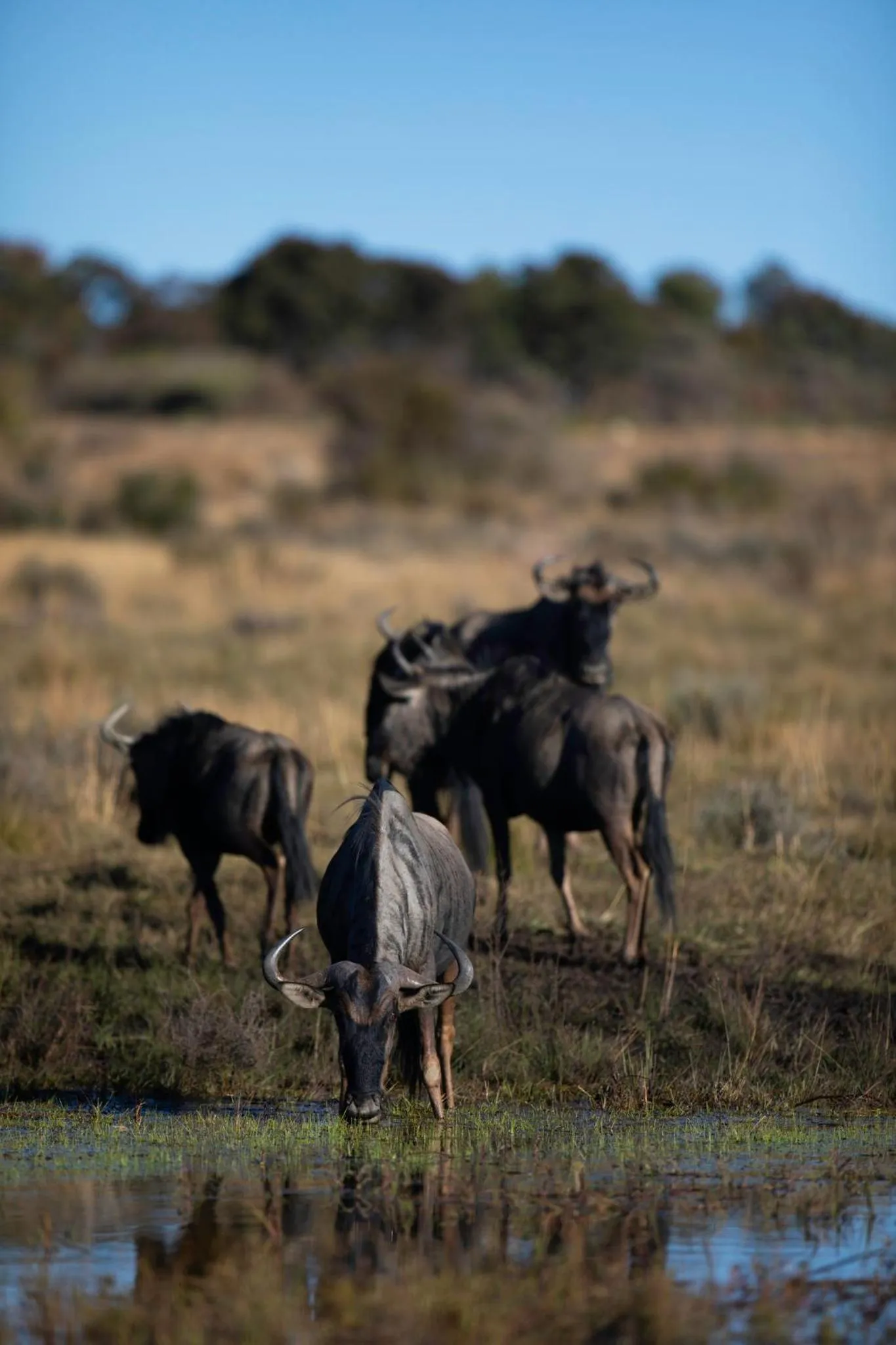 Animals in Nedile Lodge