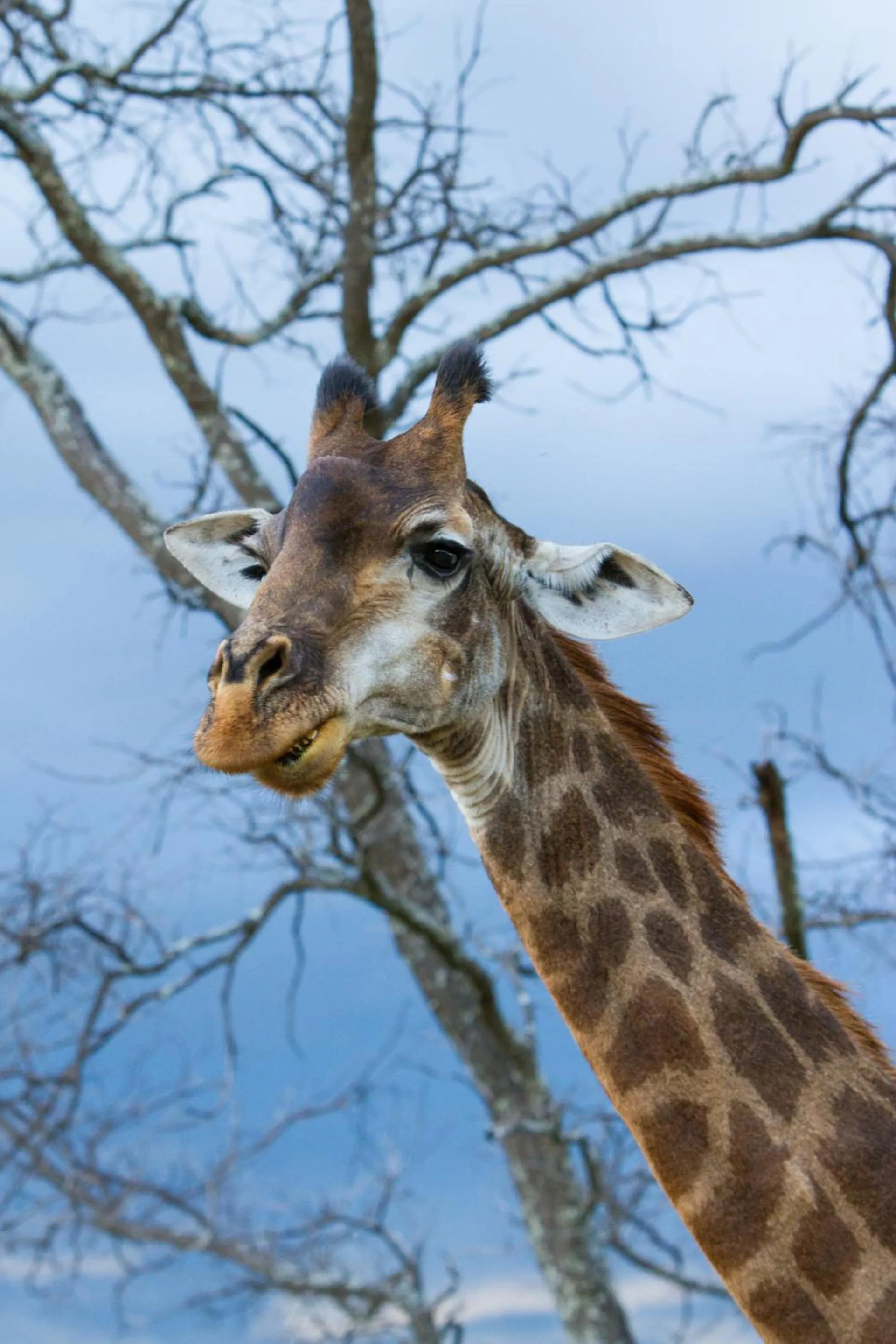 Animals in Nedile Lodge