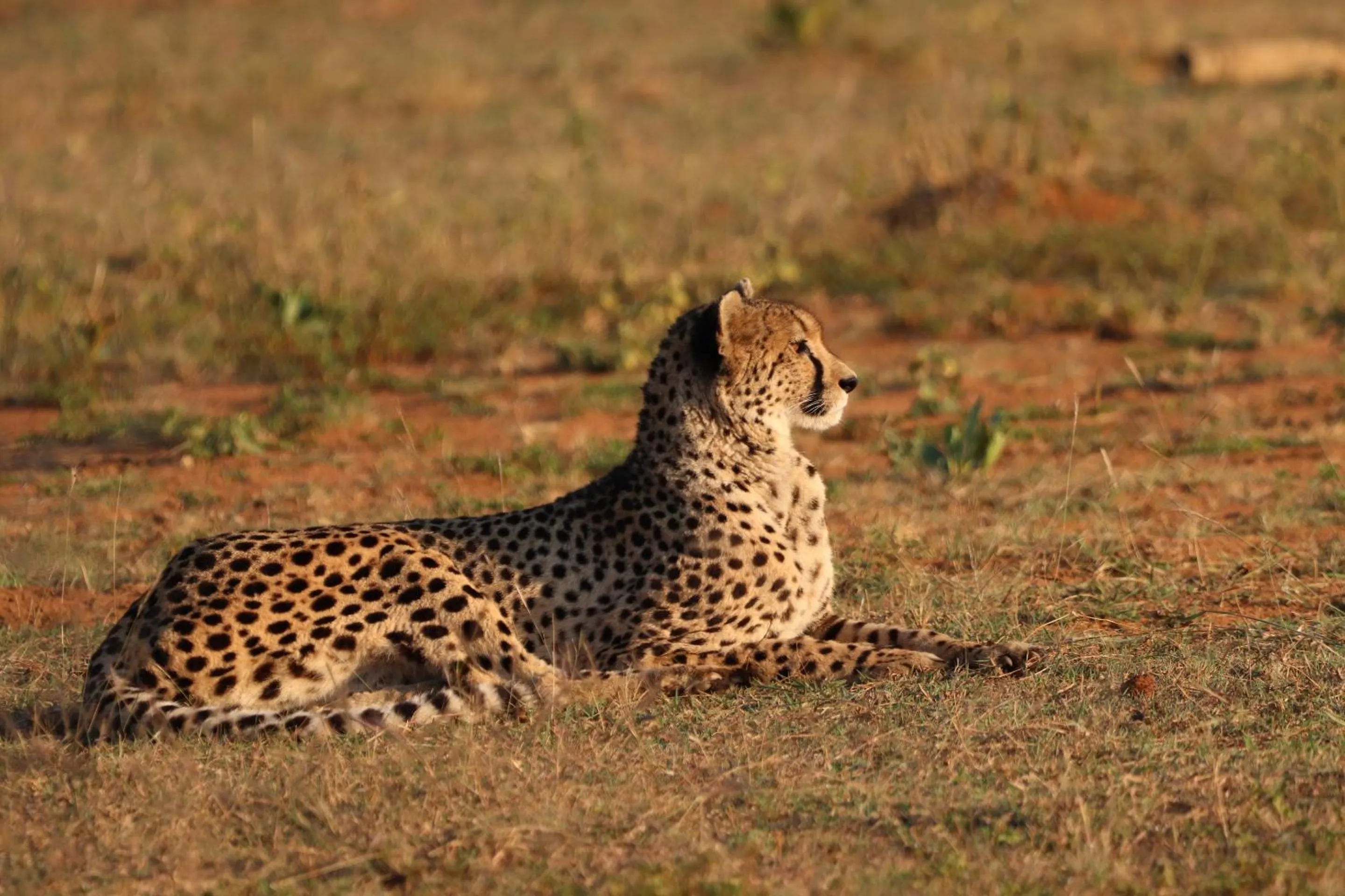 Animals in Nedile Lodge