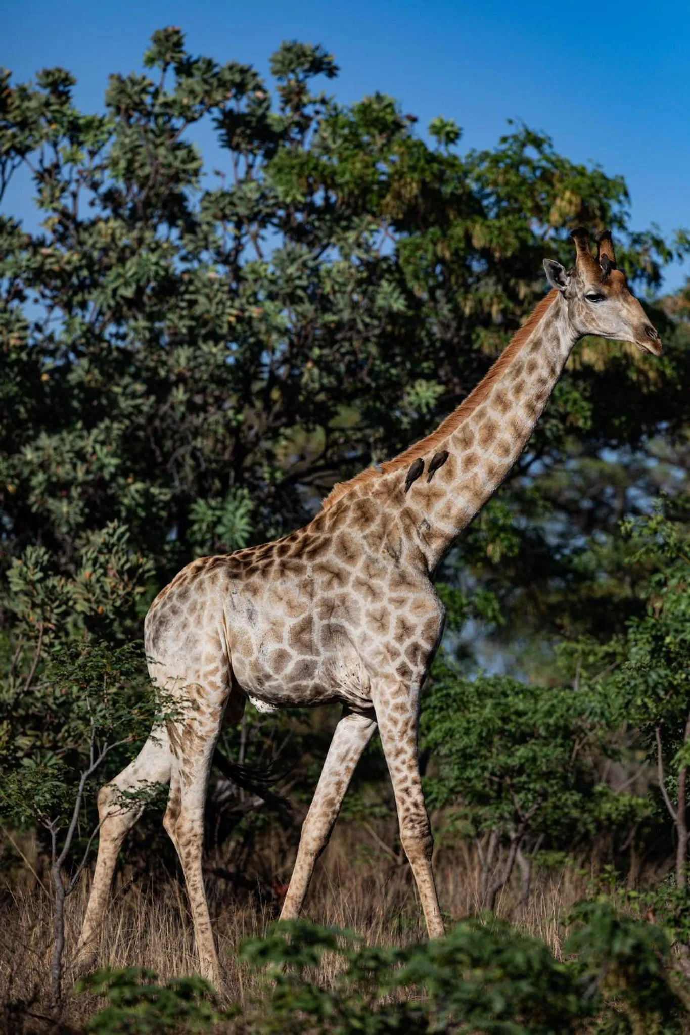 Natural landscape in Nedile Lodge