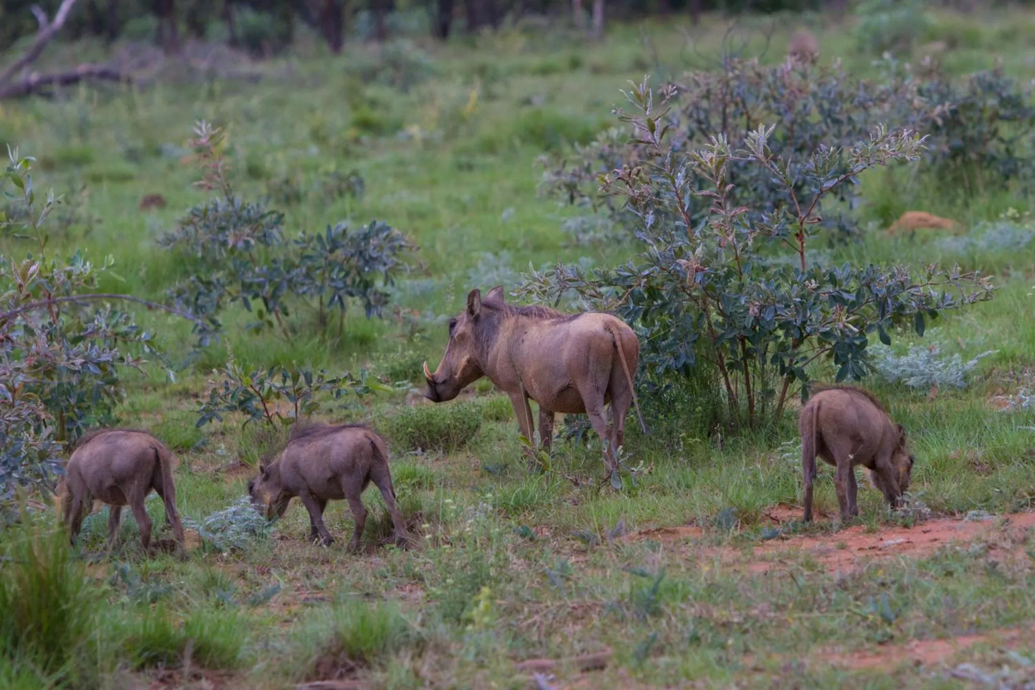 Animals in Nedile Lodge