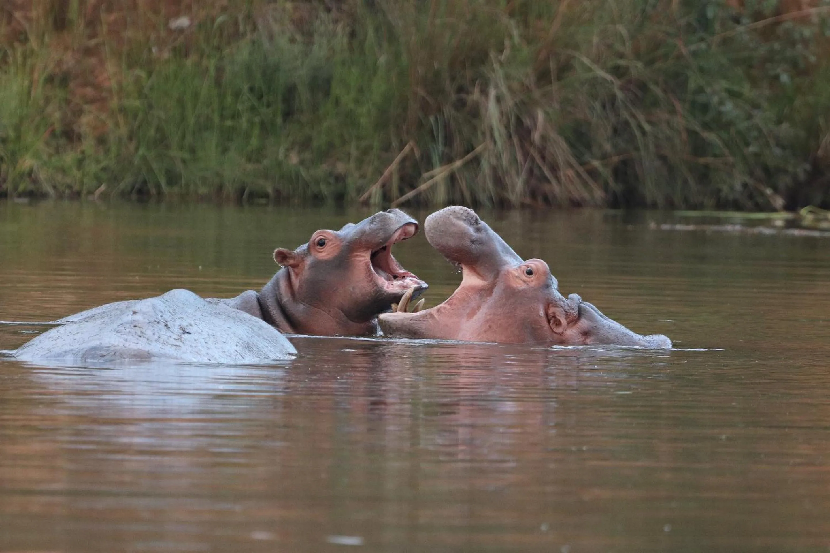 Animals in Nedile Lodge