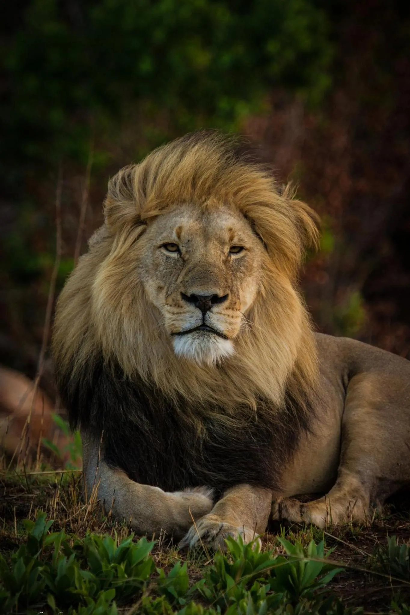 Animals in Nedile Lodge