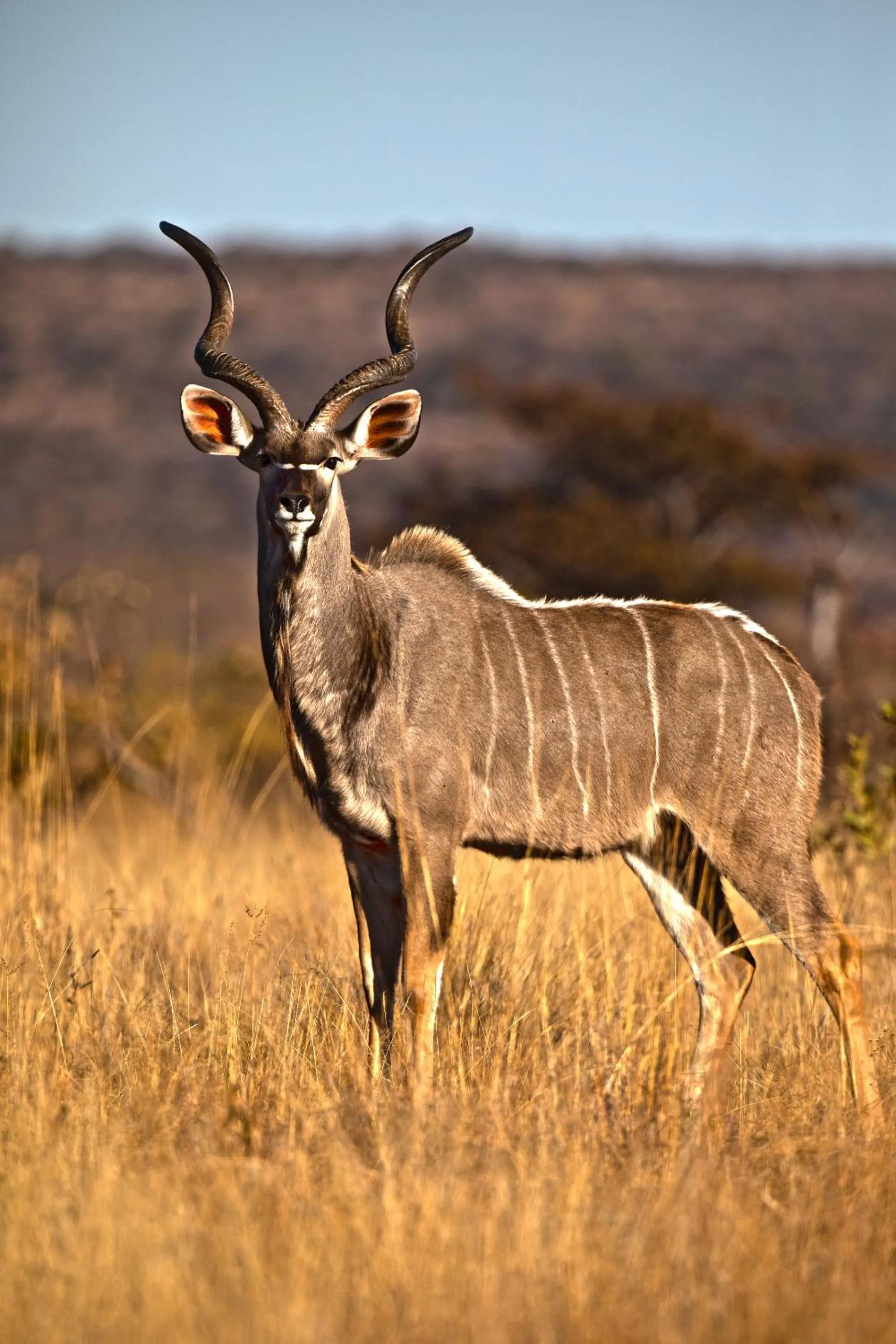 Animals in Nedile Lodge
