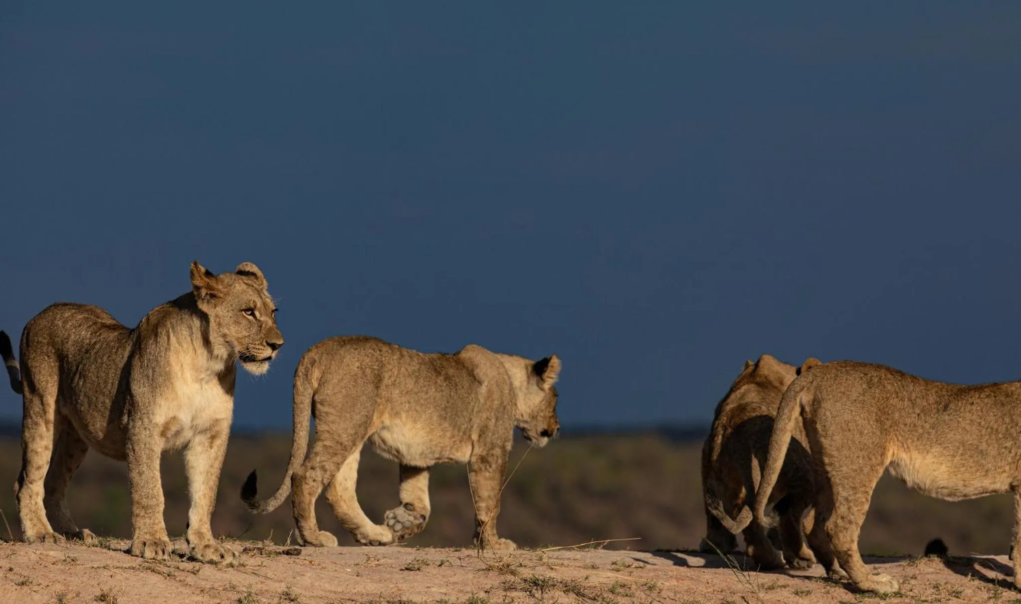Animals in Nedile Lodge