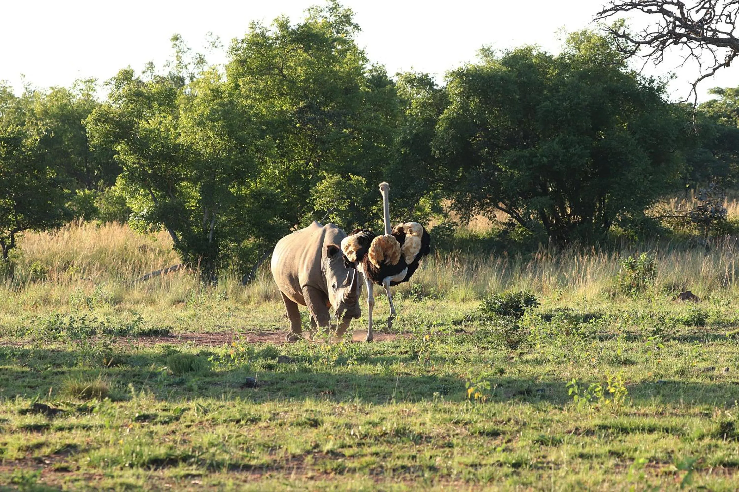 Natural landscape in Nedile Lodge