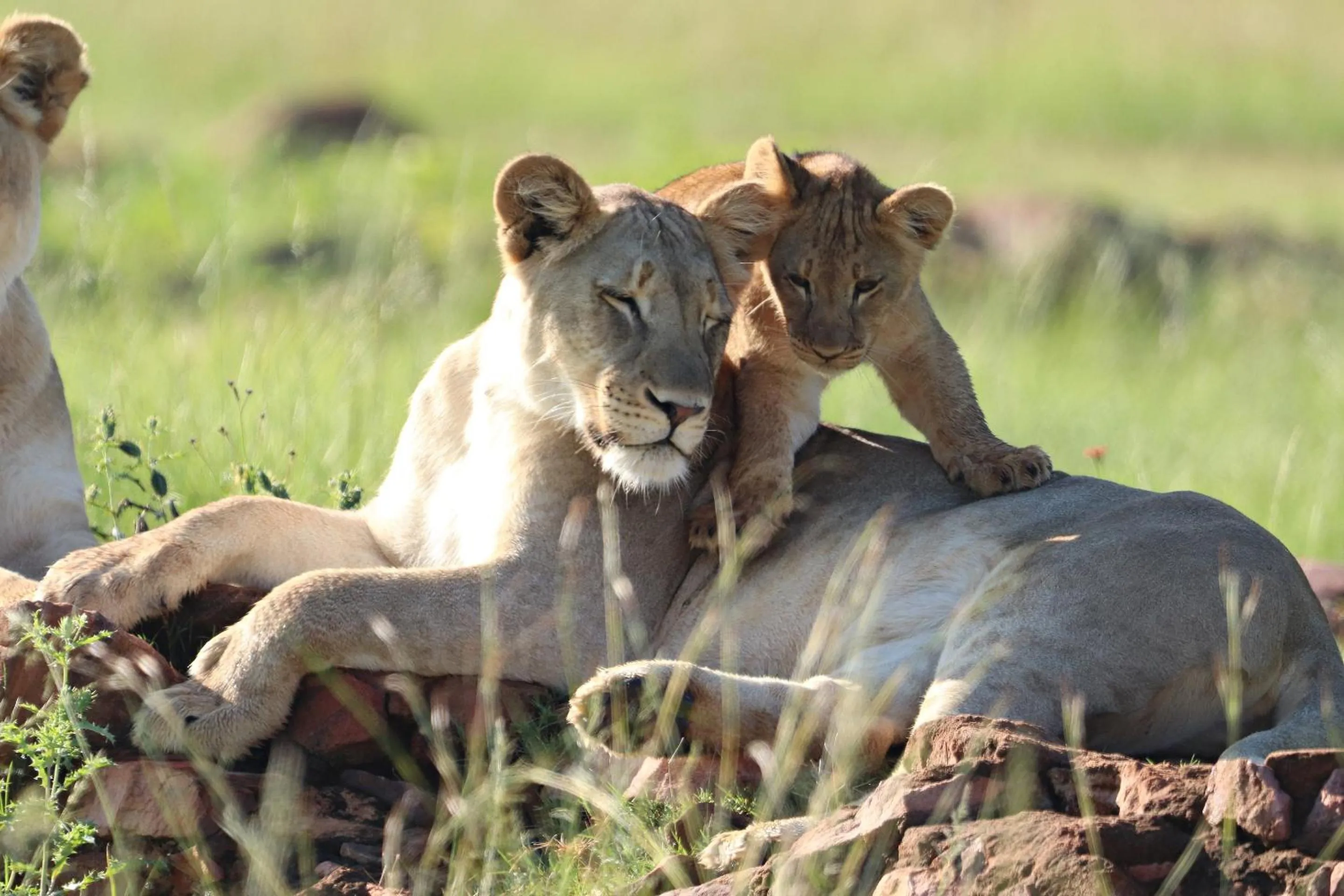 Animals in Nedile Lodge