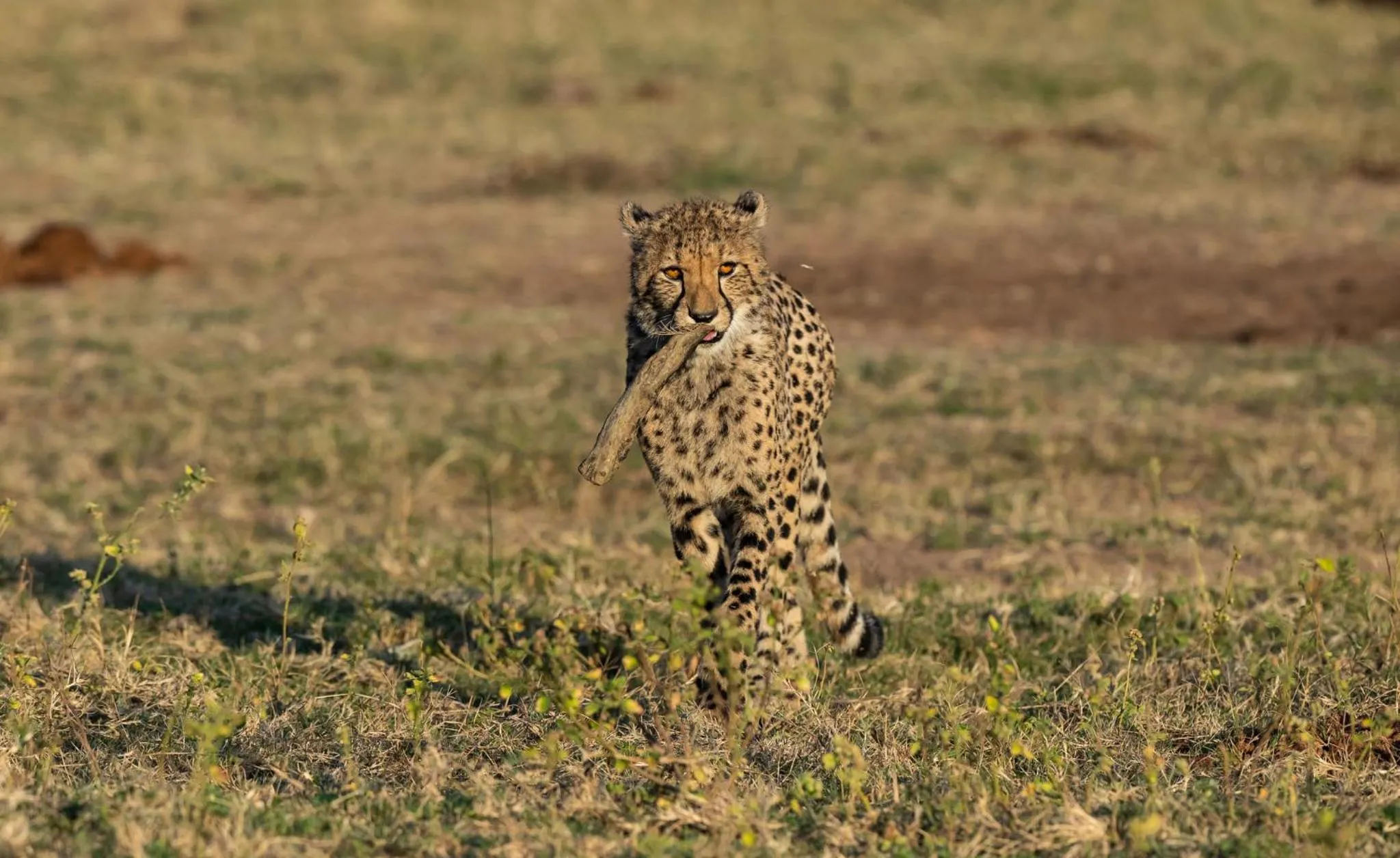 View (from property/room) in Nedile Lodge