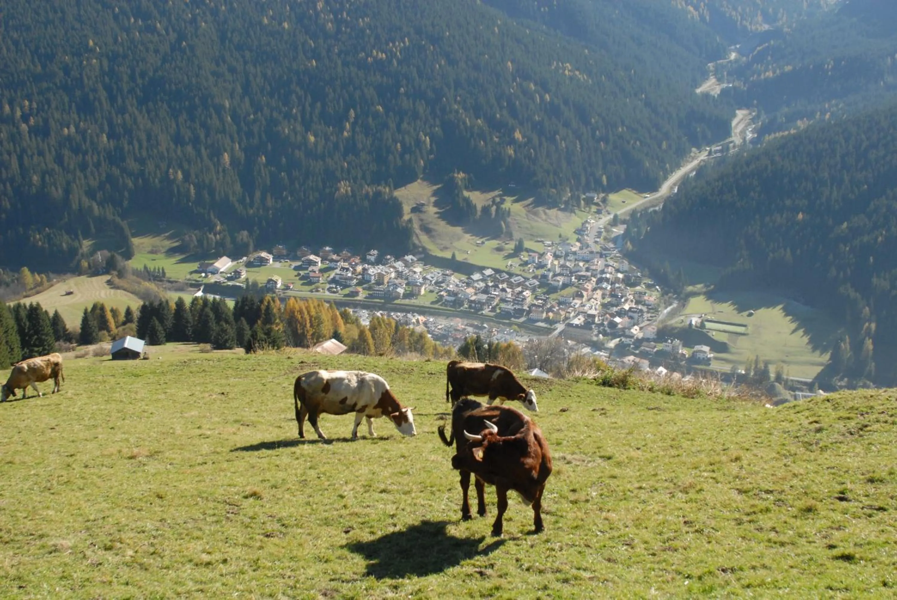 Animals in A casa di Ada B&B