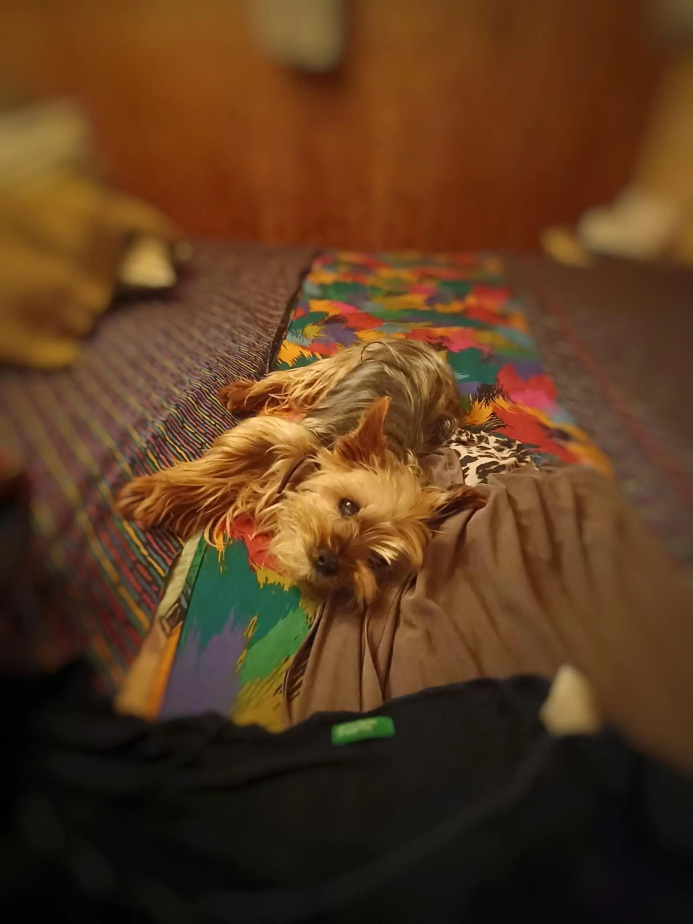 Pets in A casa di Ada B&B