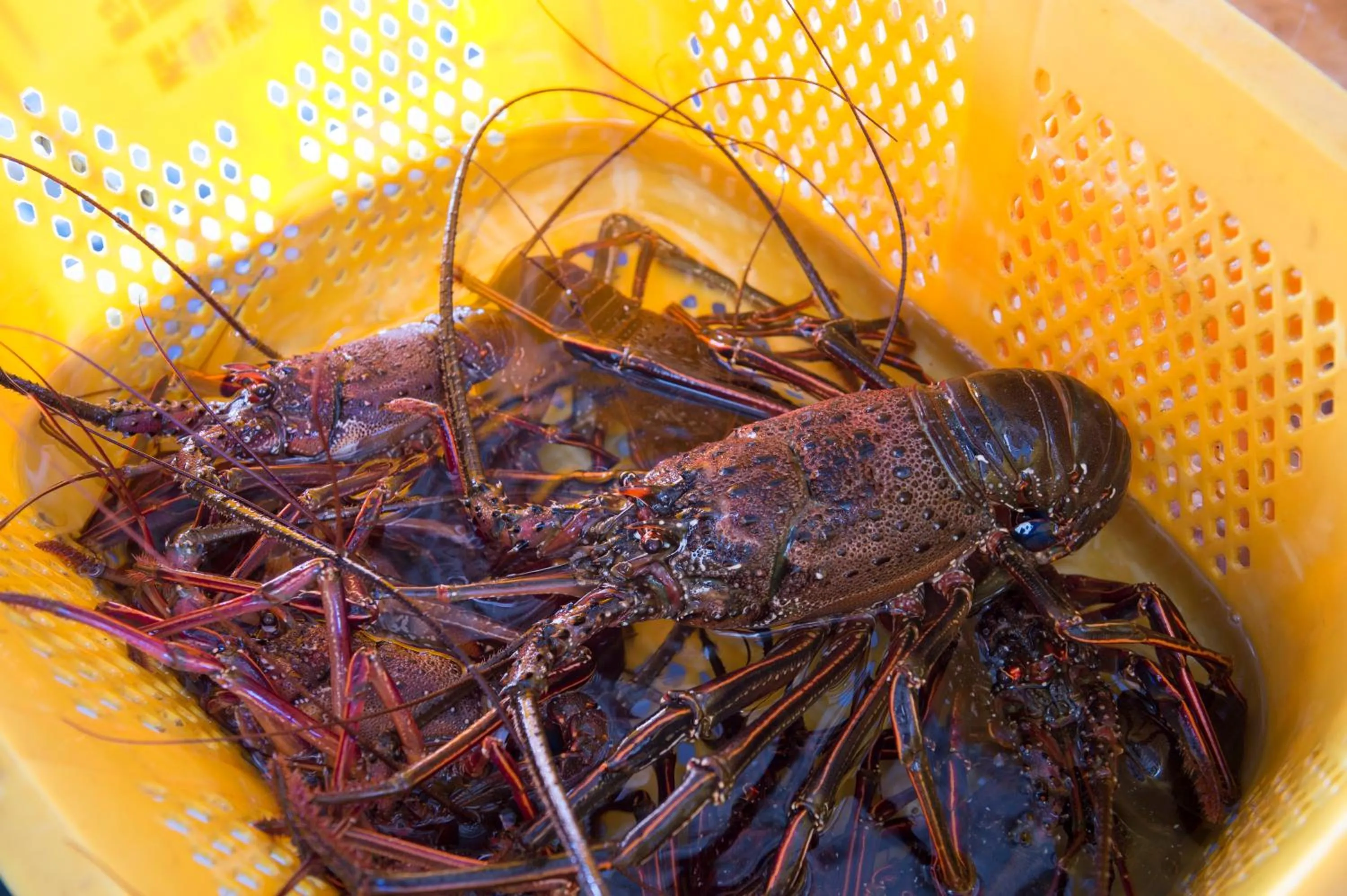 Food close-up in Hotel Tokinoza
