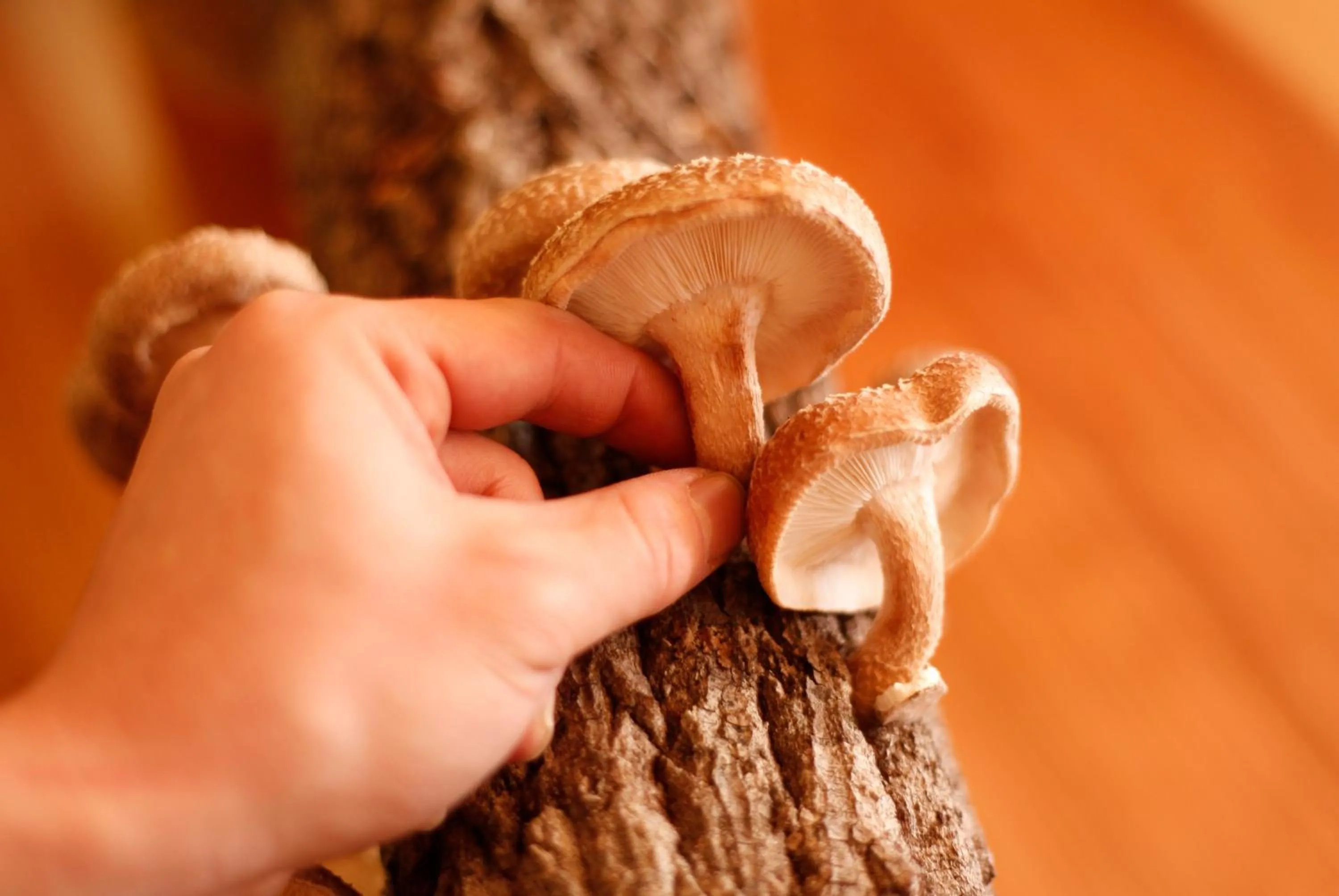 Food close-up in Hotel Tokinoza