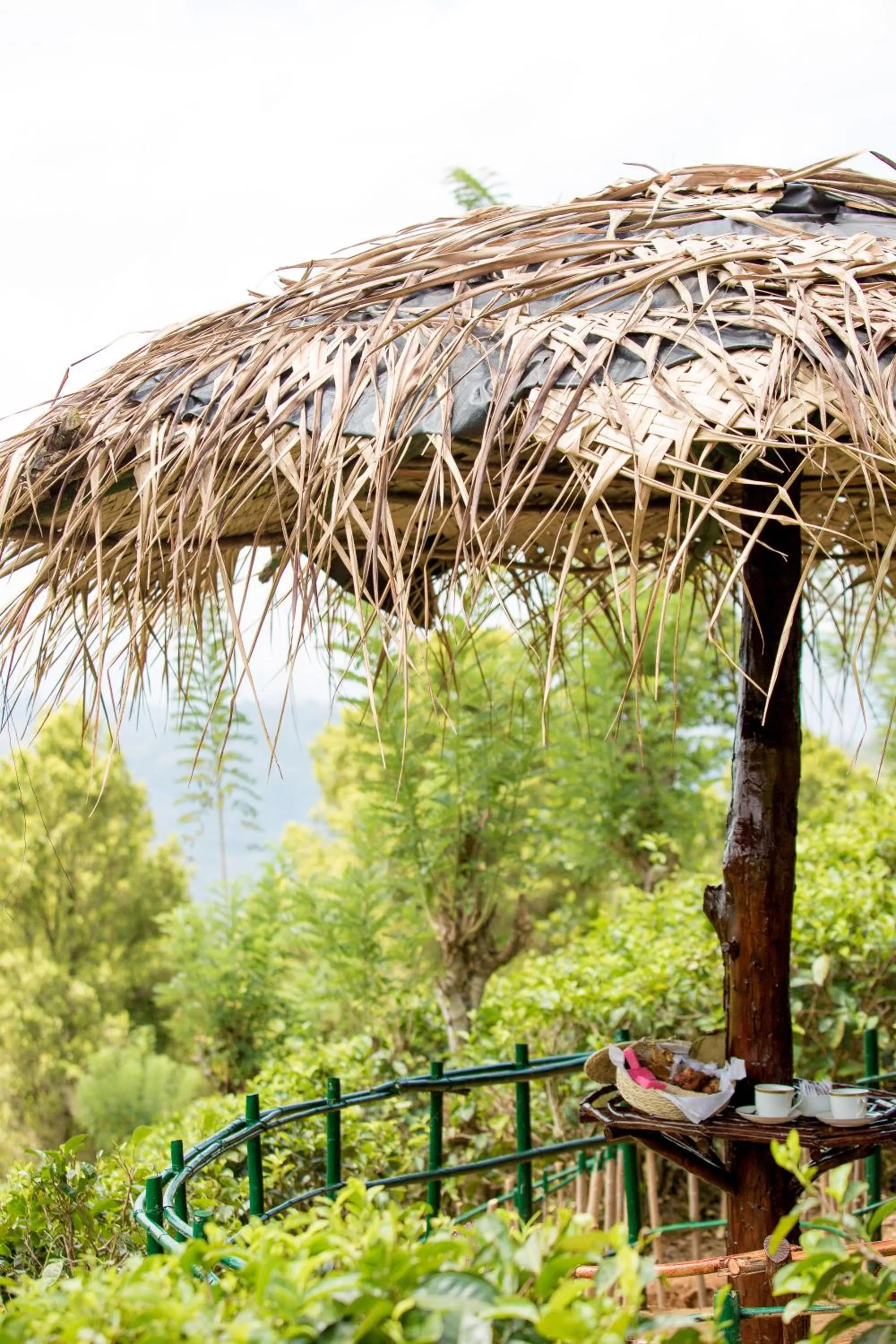 Garden in Mount Havana