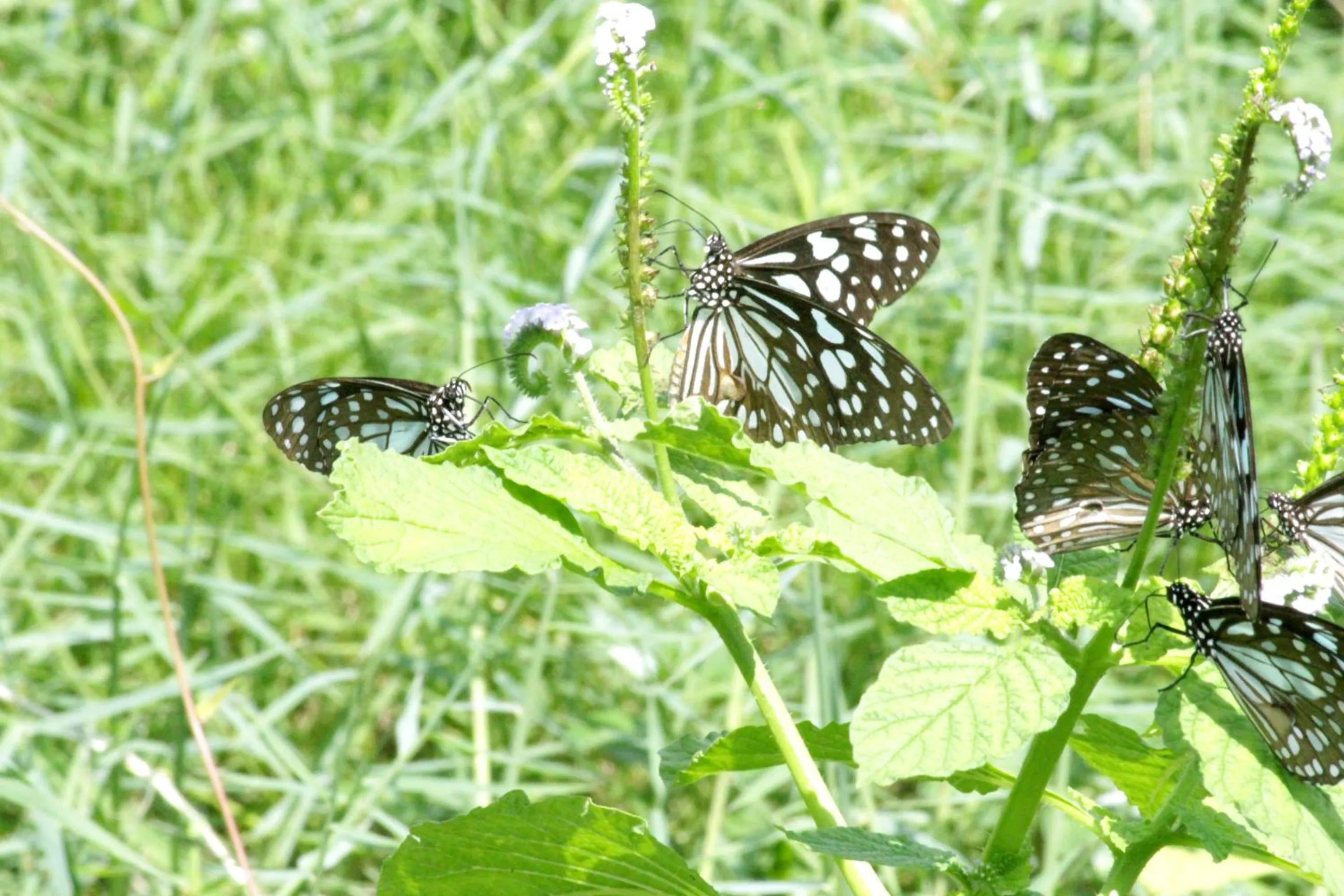 Garden in Athreya Ayurveda Ashram