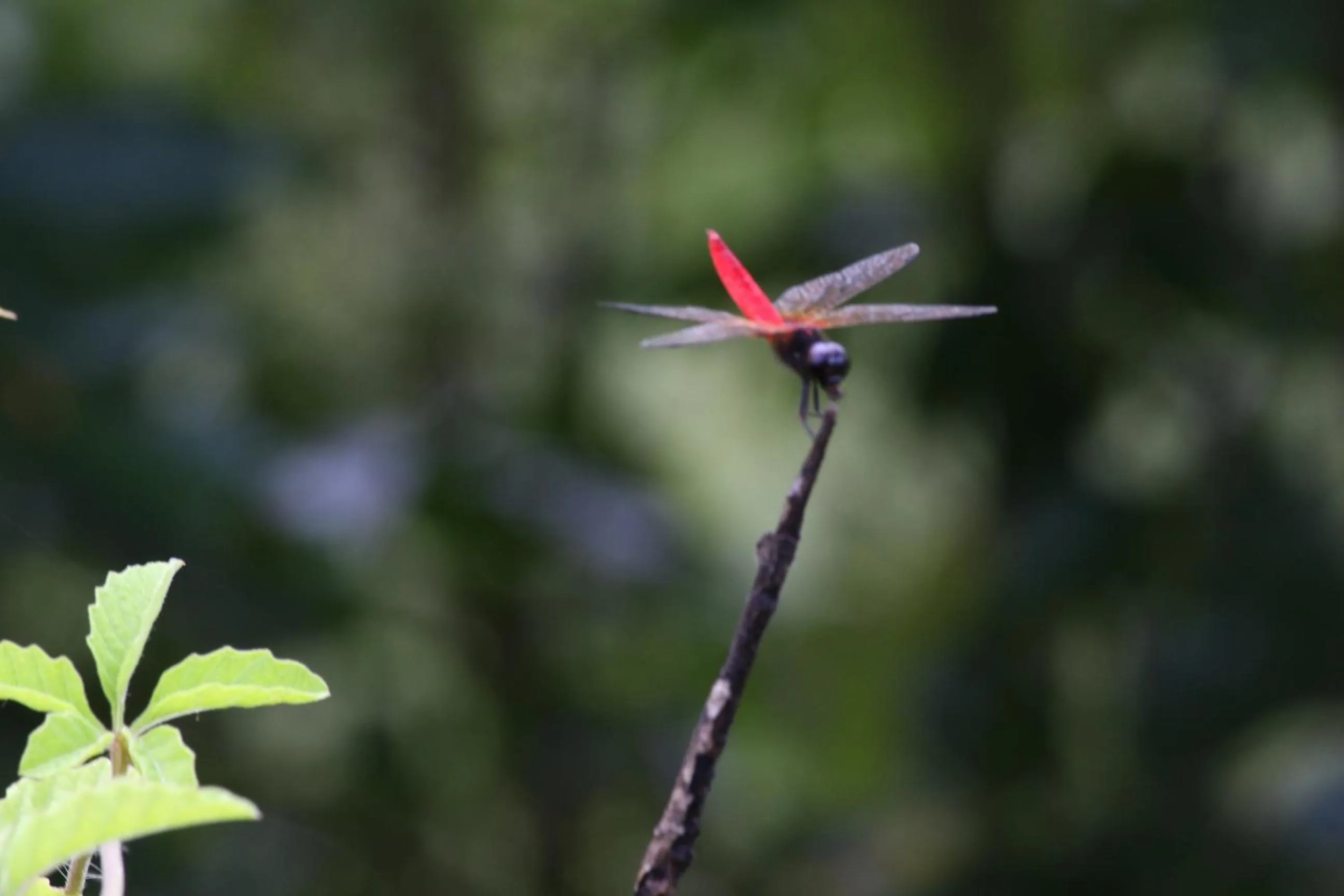 Garden in Athreya Ayurveda Ashram