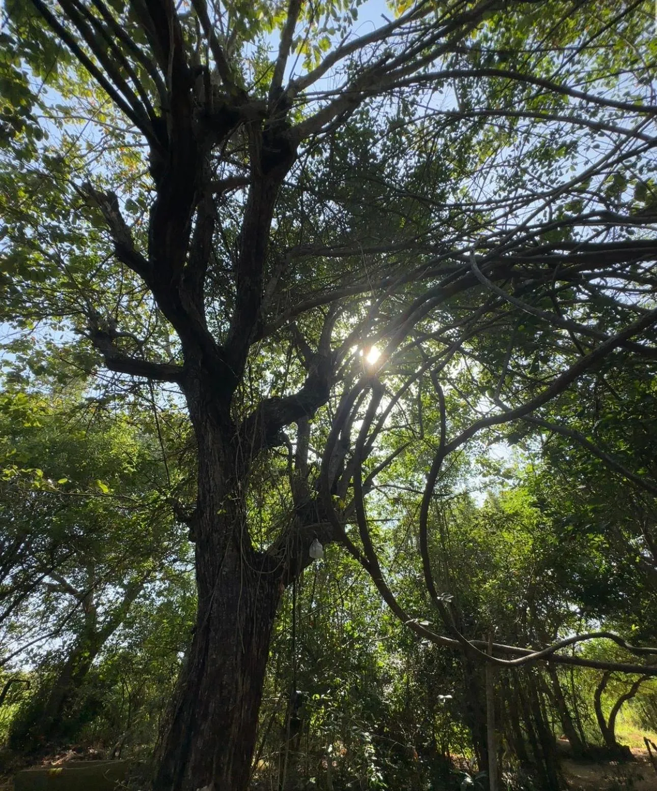 Day in Athreya Ayurveda Ashram