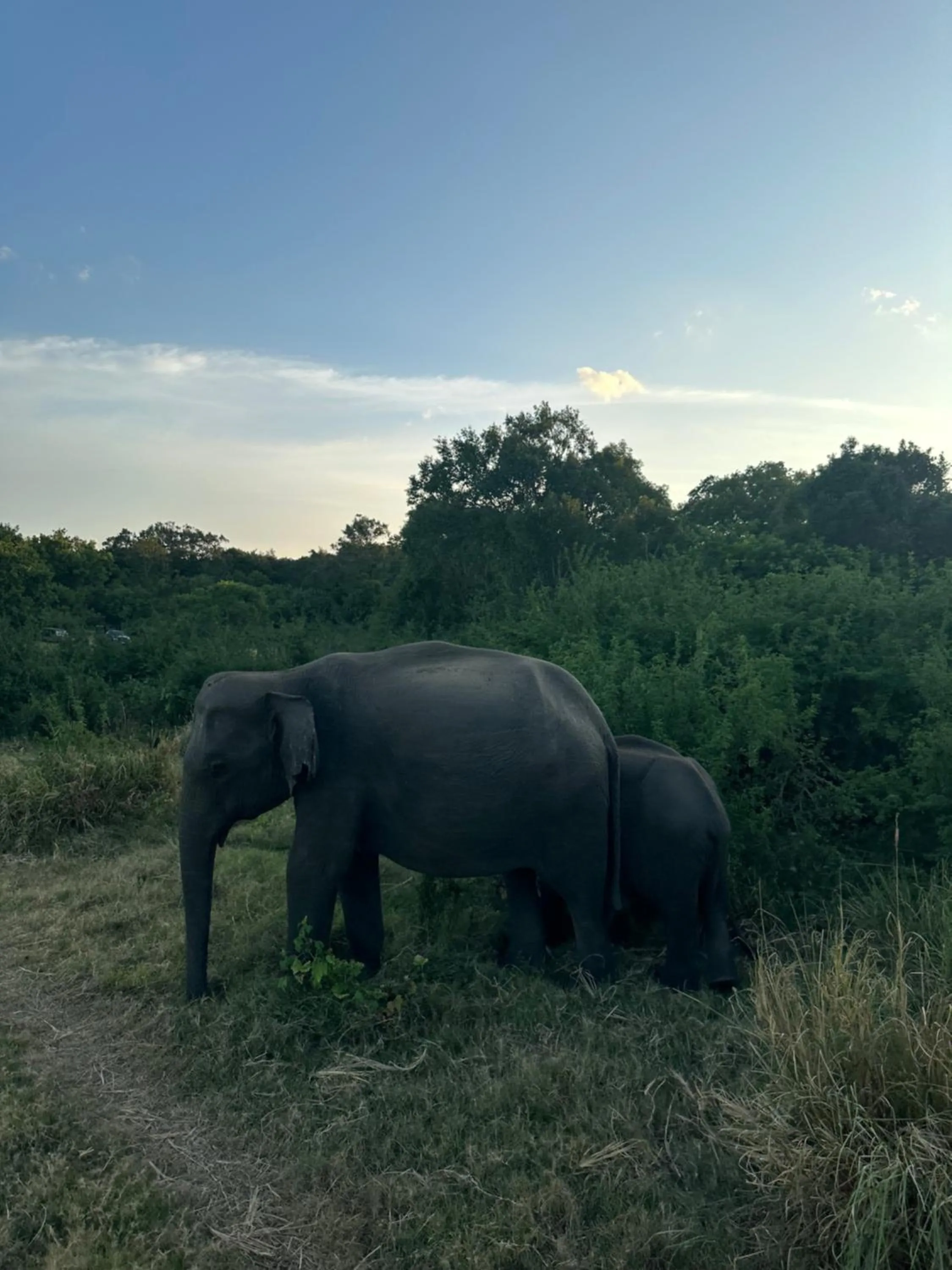Natural landscape in Athreya Ayurveda Ashram