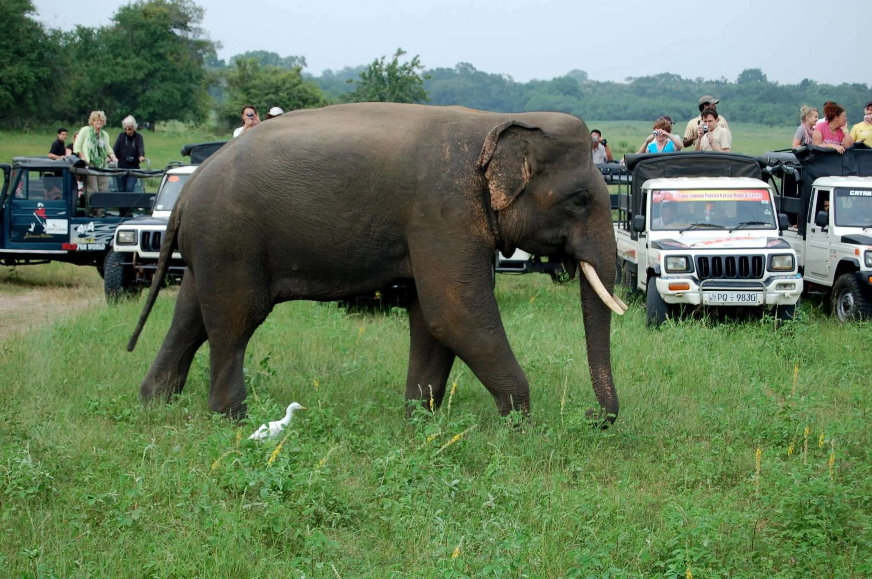 Activities in Athreya Ayurveda Ashram