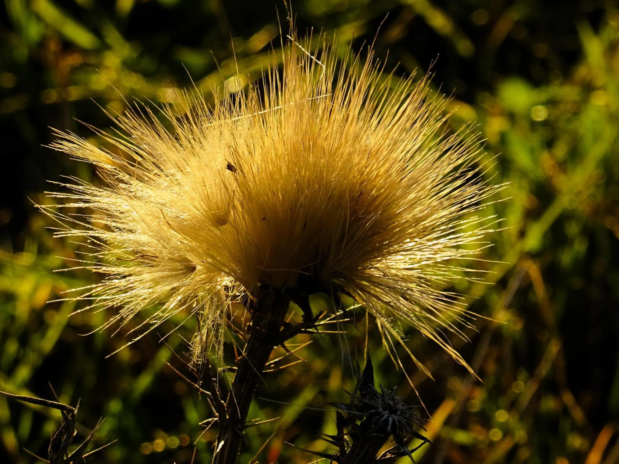 Natural landscape in Monte do Alento - Castro da Cola