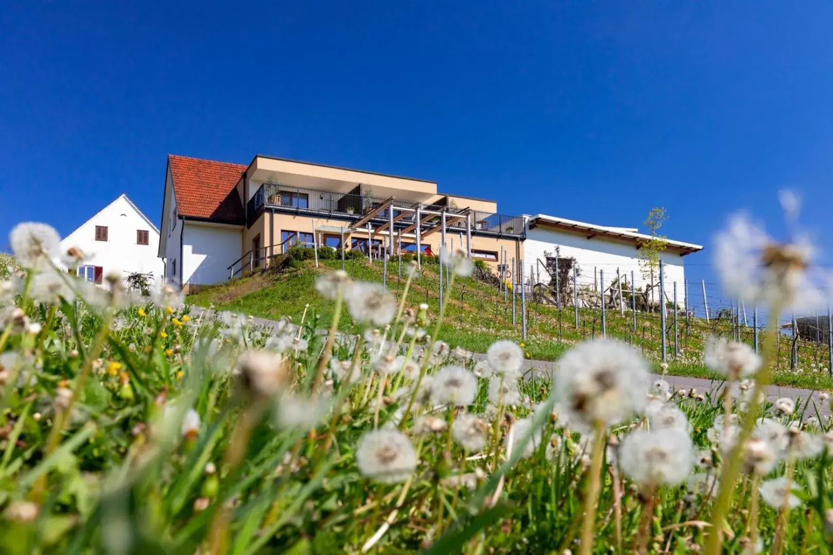 Weingut und Gästezimmer Perner Weingut und Gästezimmer Perner