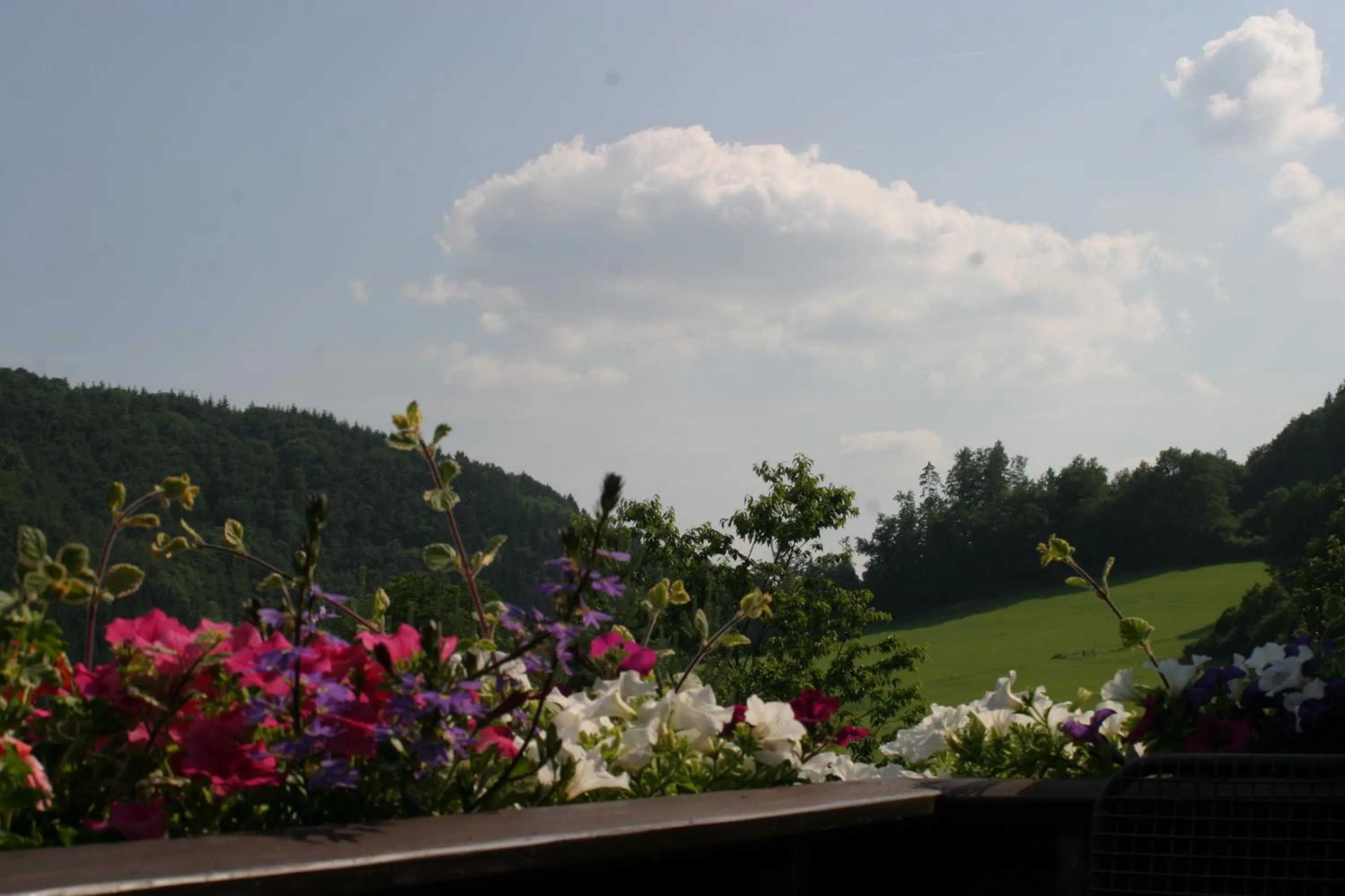 Garden view in Pension Haus Liesertal