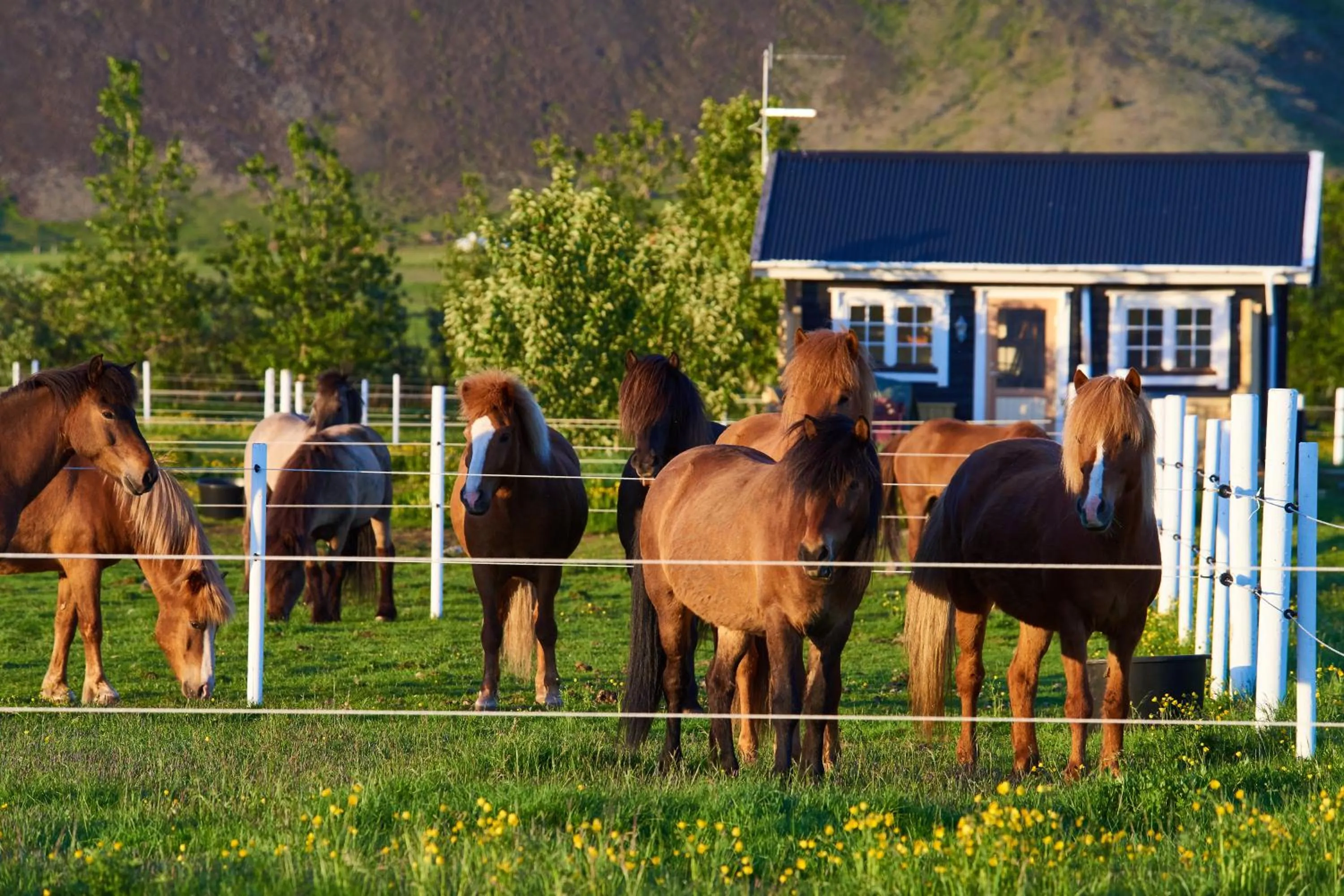 Akurgerði Guesthouse 2 - Country Life Style