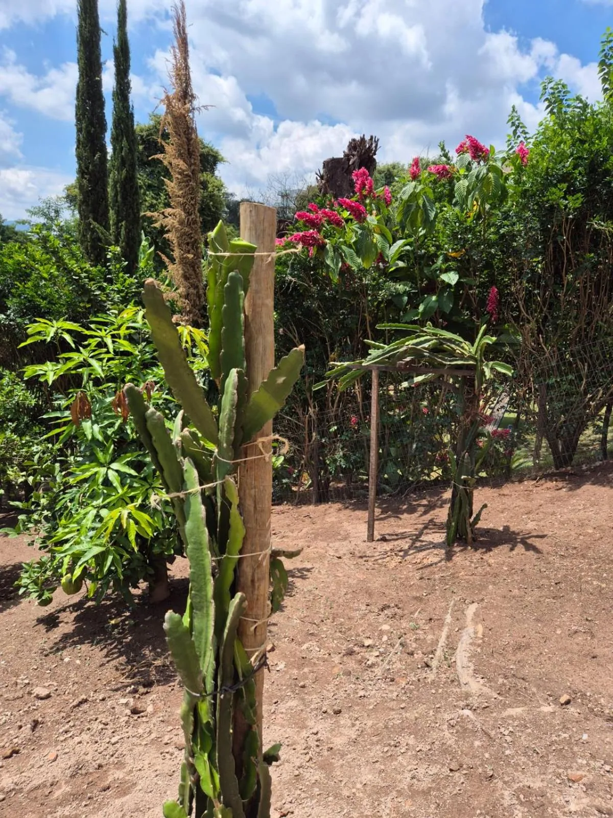 Garden in Pousada Verde Villas