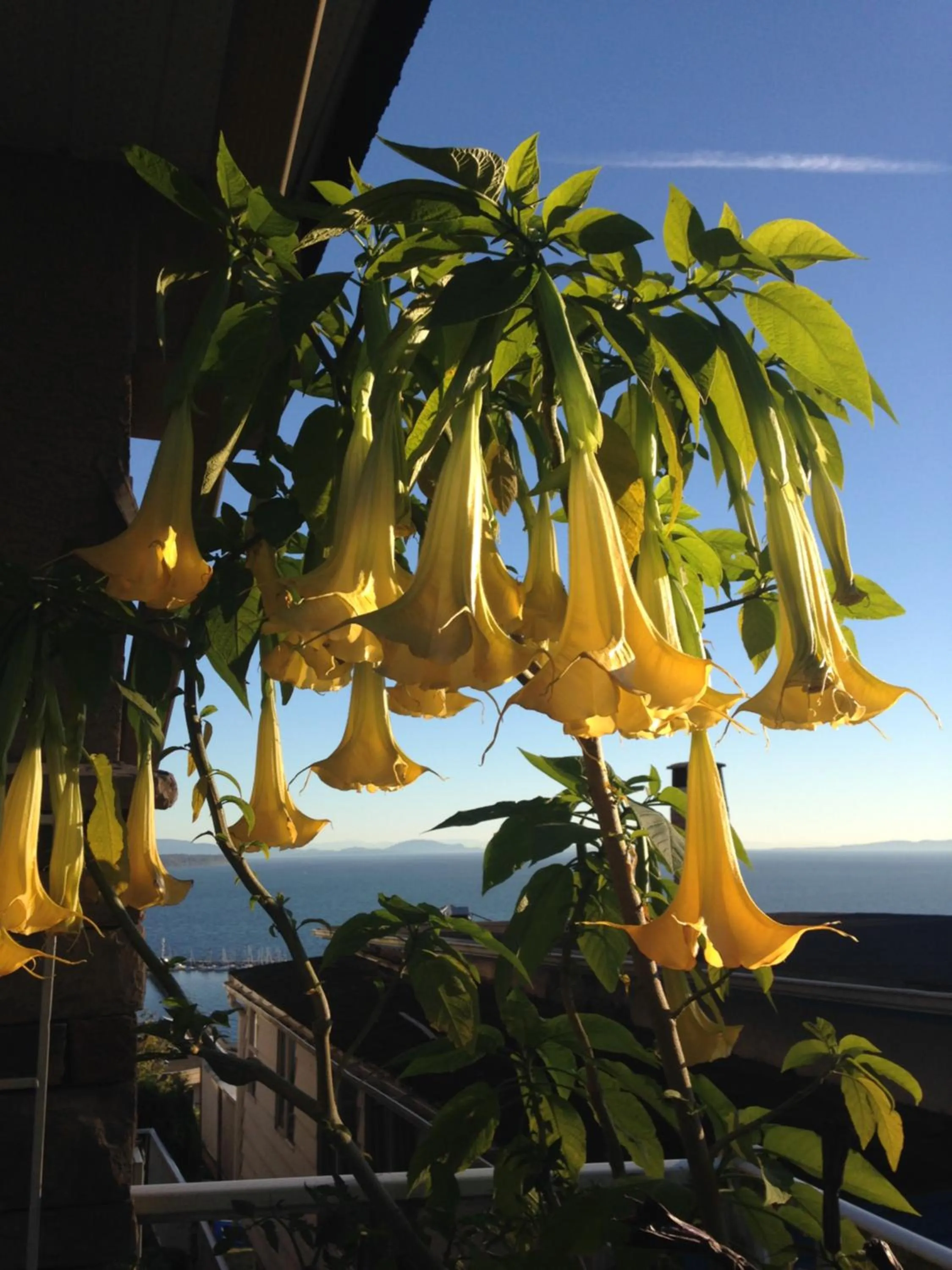 Property building in Donna's Bed & Breakfast