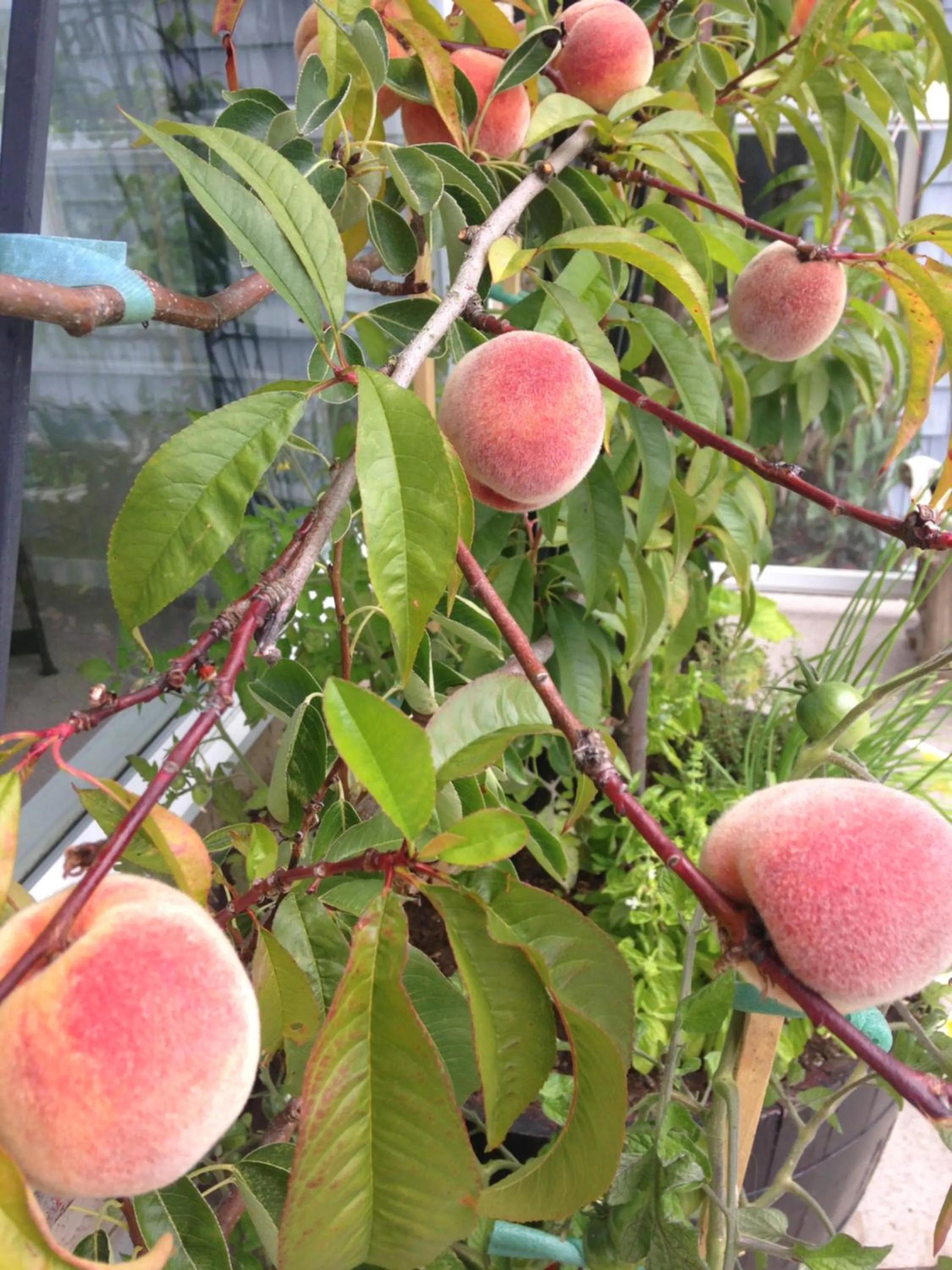 Garden in Donna's Bed & Breakfast