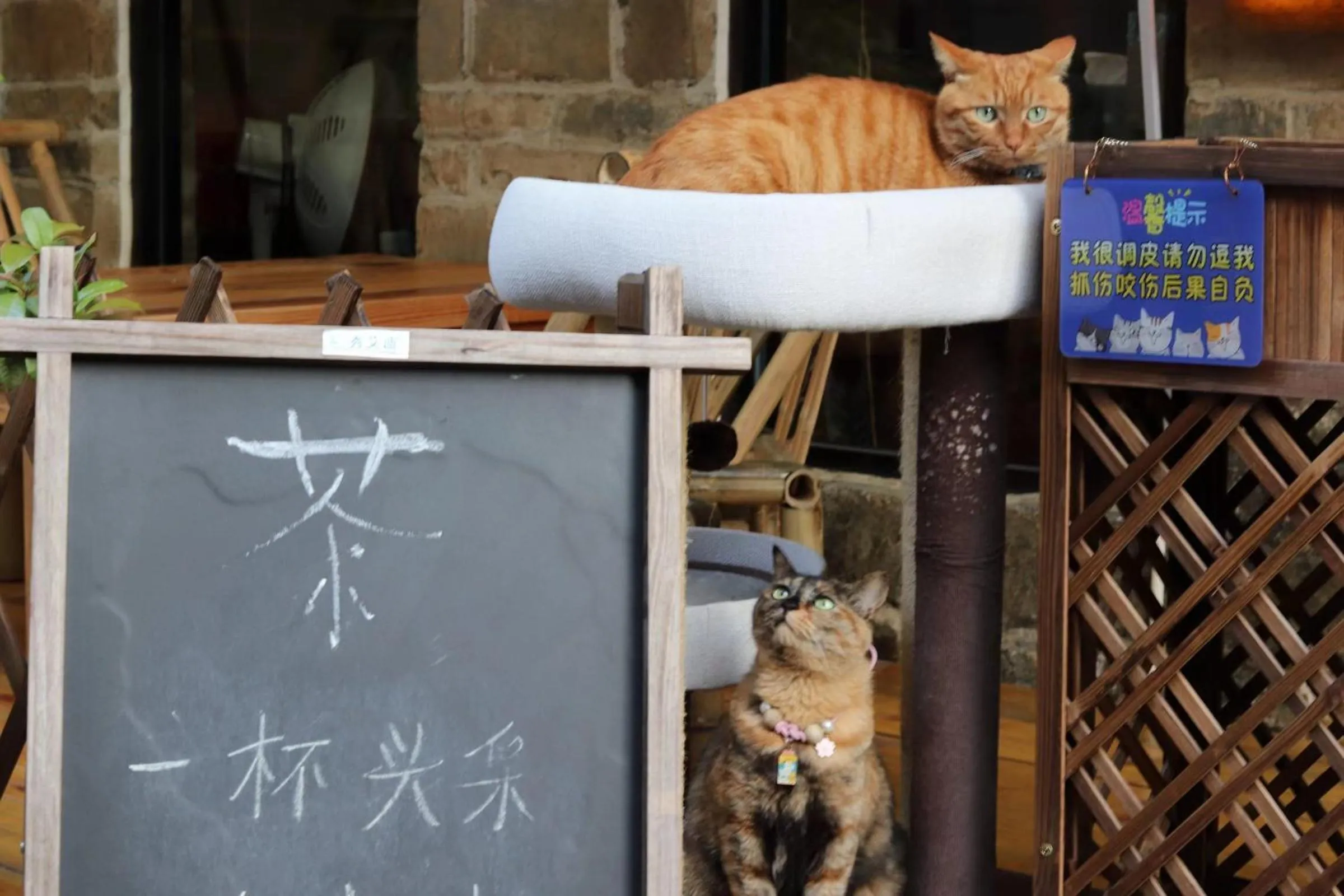 Pets in Mild Spring Boutique Hotel