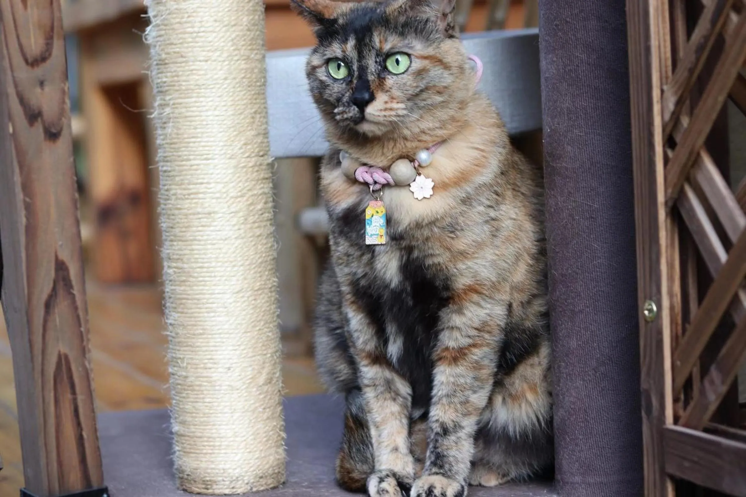 Animals in Mild Spring Boutique Hotel