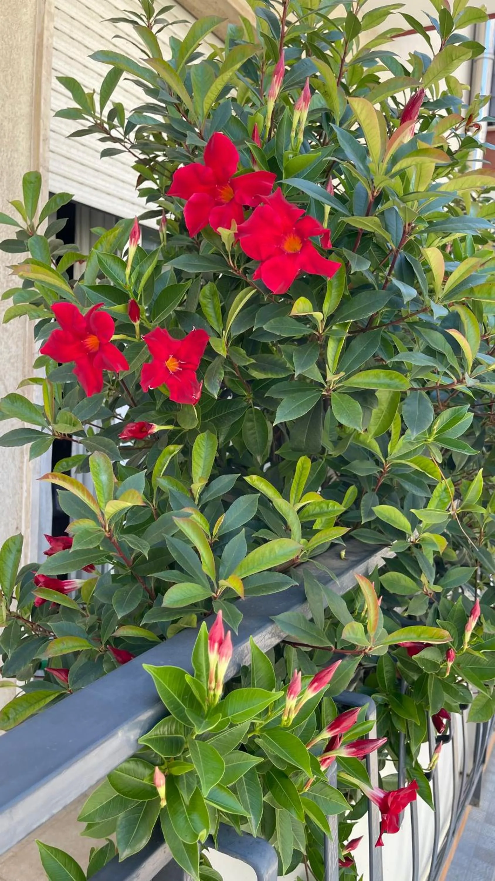 Balcony/Terrace in Dimora Francesca