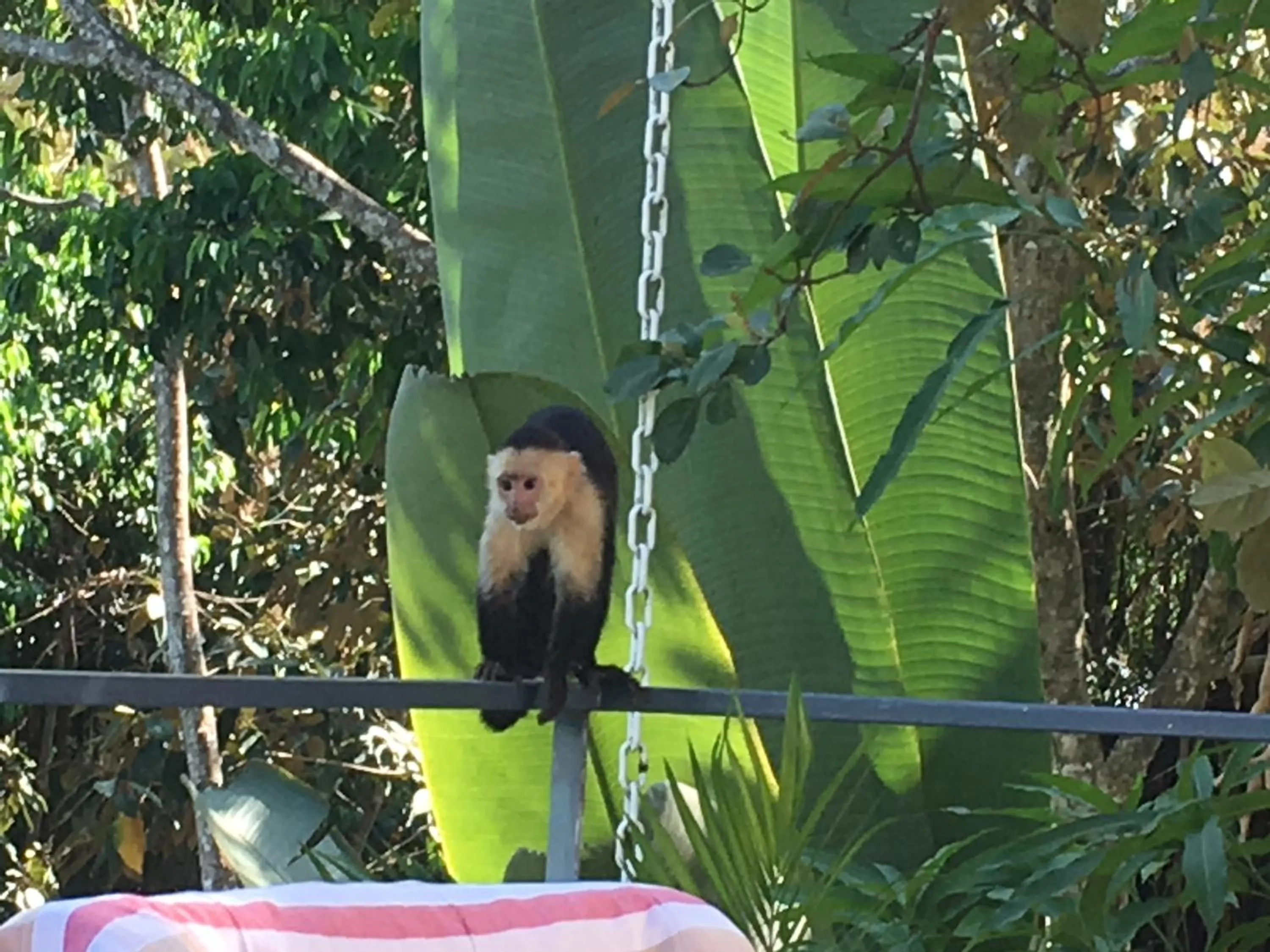 Other in Casa Libertinn