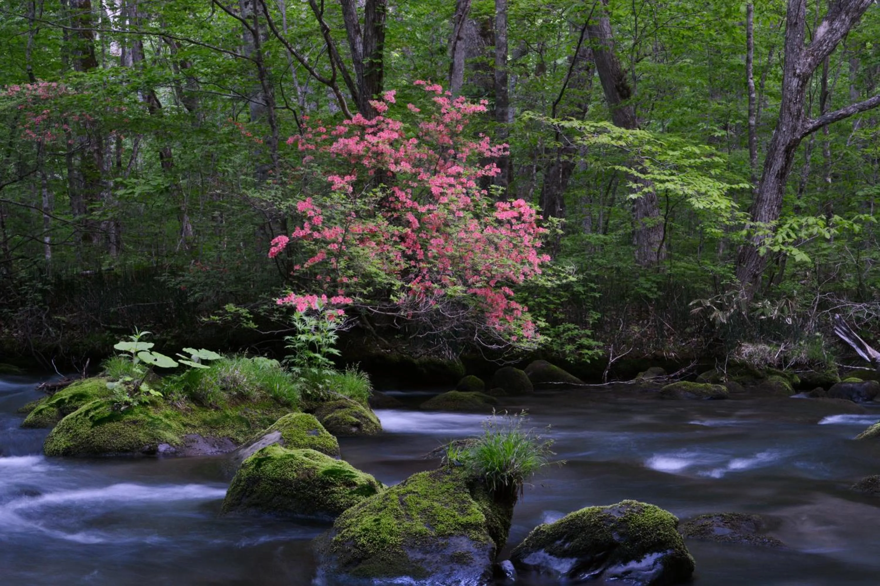 Seasons in Oirase Guest house KEGETSU