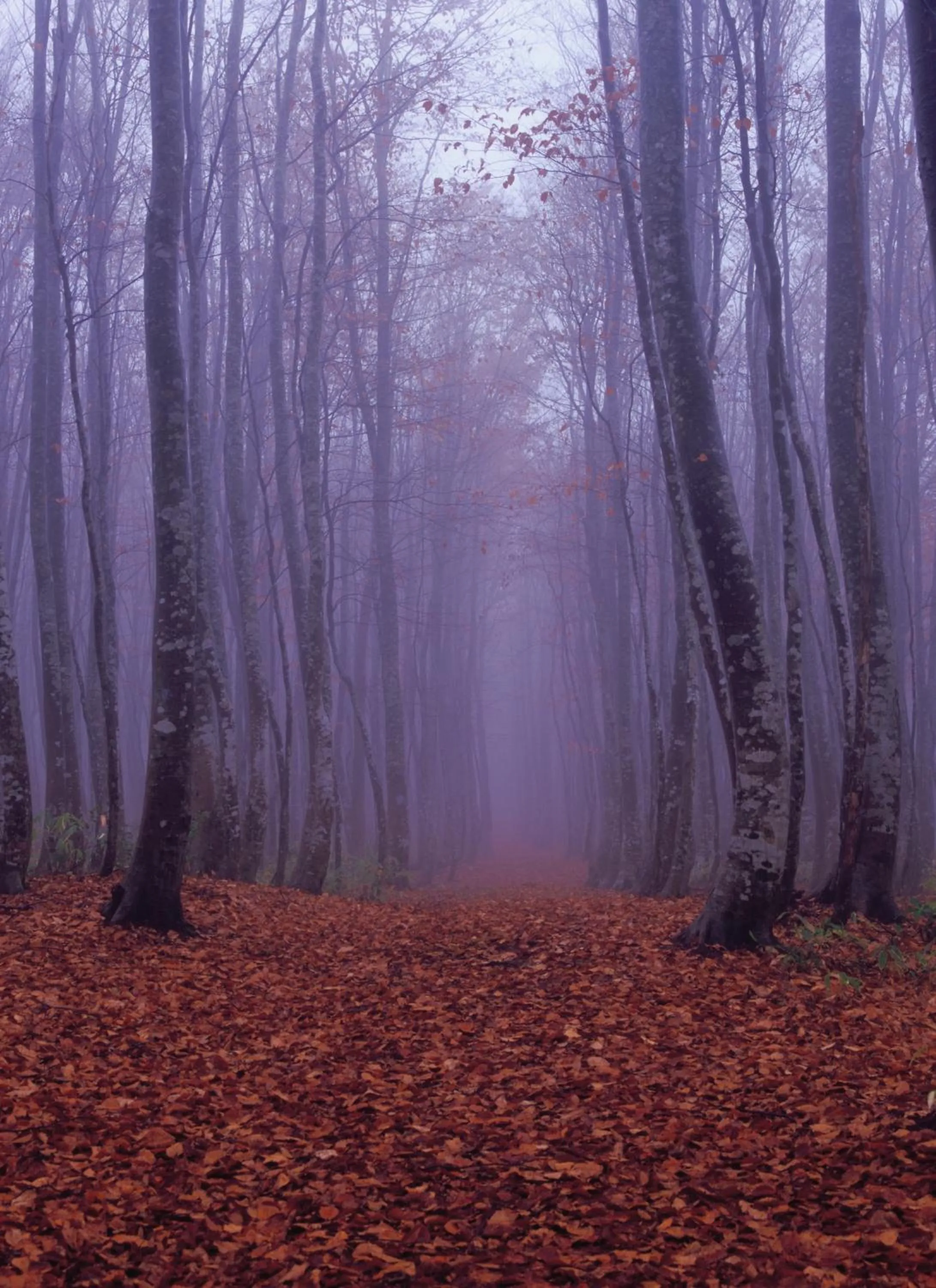 Autumn in Oirase Guest house KEGETSU