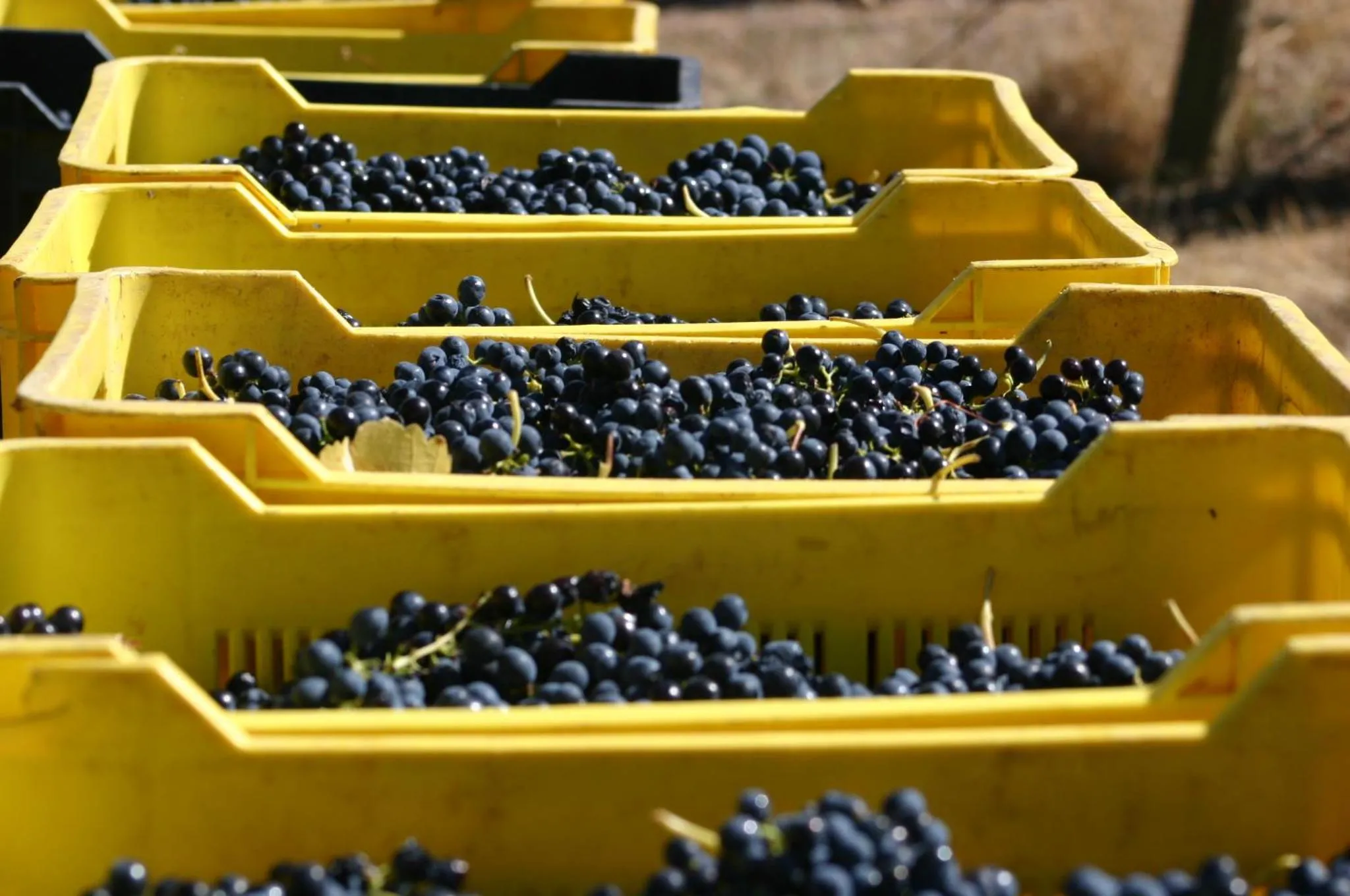Activities in Fraaigelegen Farm - Home of ADHARA EVOO