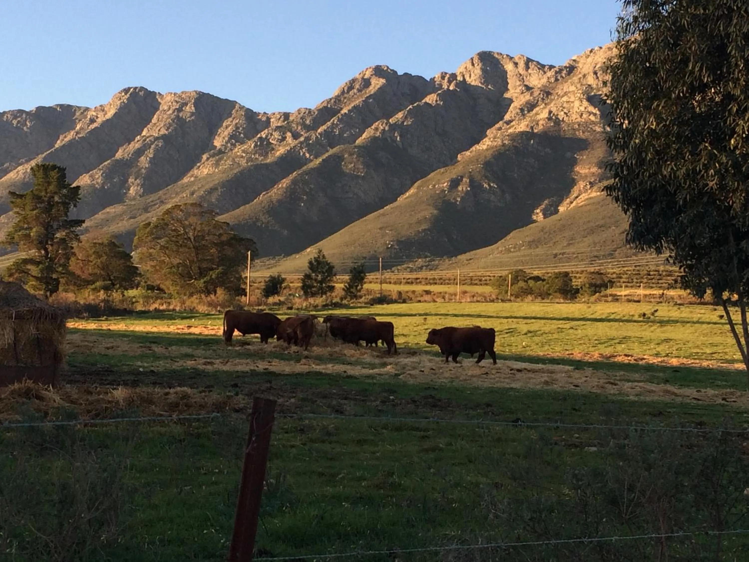 Mountain view in Fraaigelegen Farm - Home of ADHARA EVOO