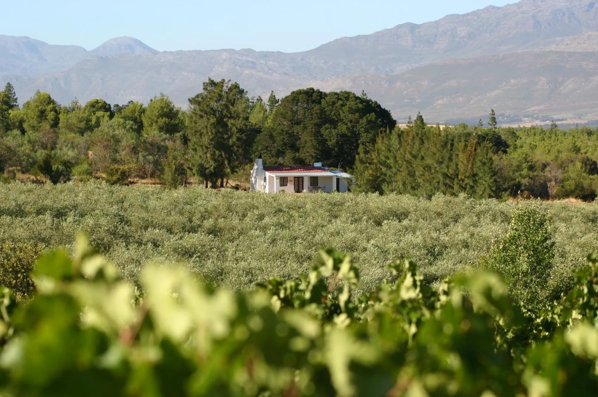 Mountain view in Fraaigelegen Farm - Home of ADHARA EVOO