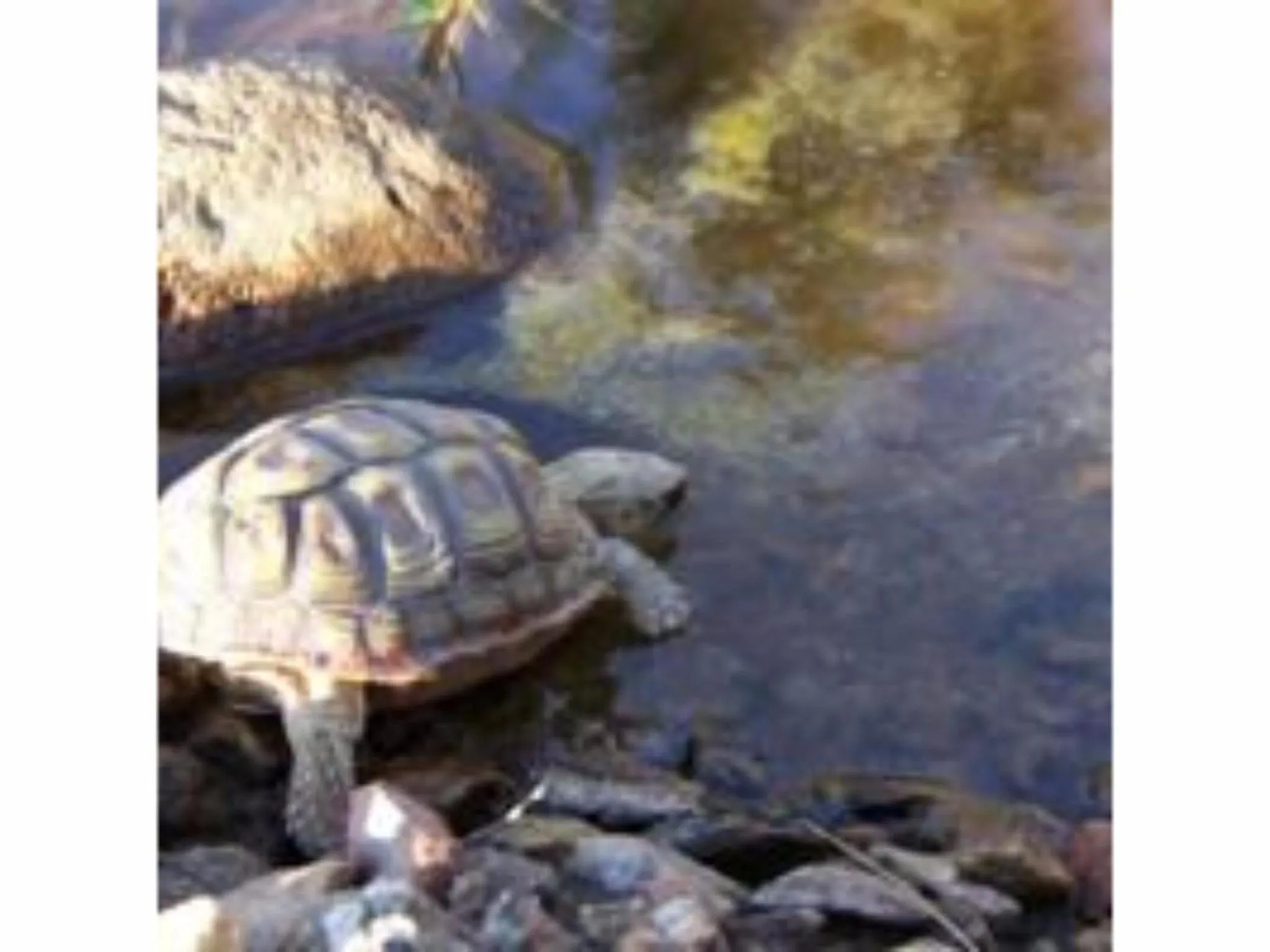Animals in Fraaigelegen Farm - Home of ADHARA EVOO
