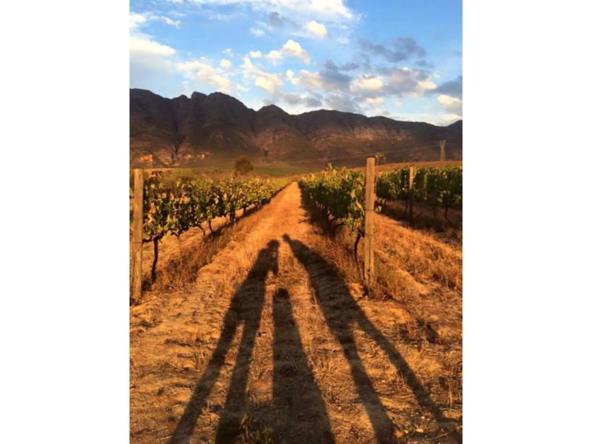 Mountain view in Fraaigelegen Farm - Home of ADHARA EVOO