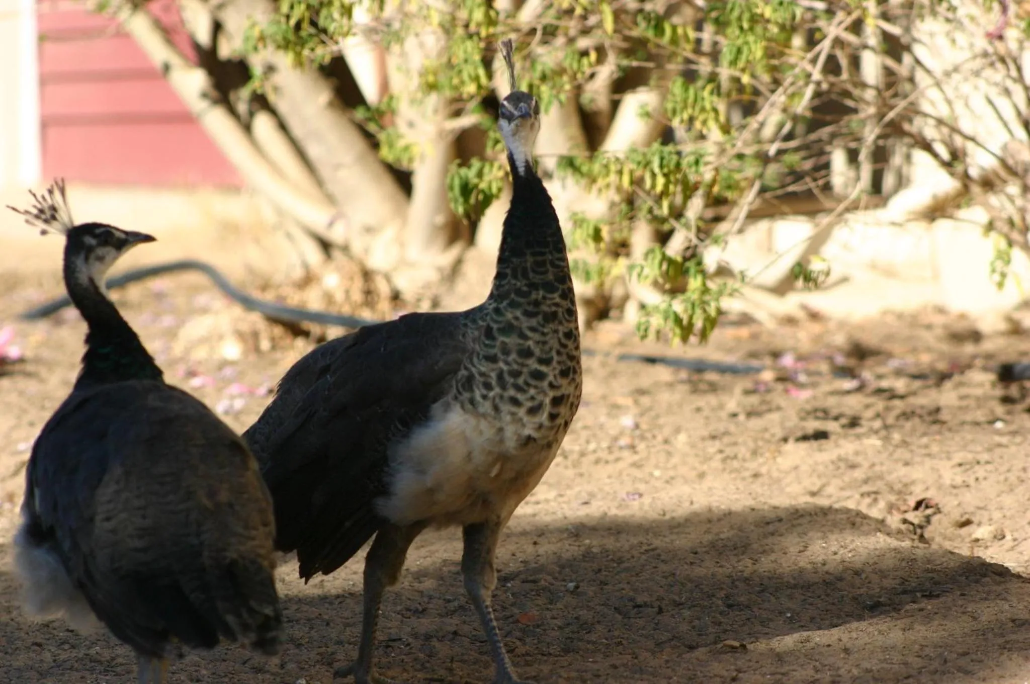 Pets in Fraaigelegen Farm - Home of ADHARA EVOO