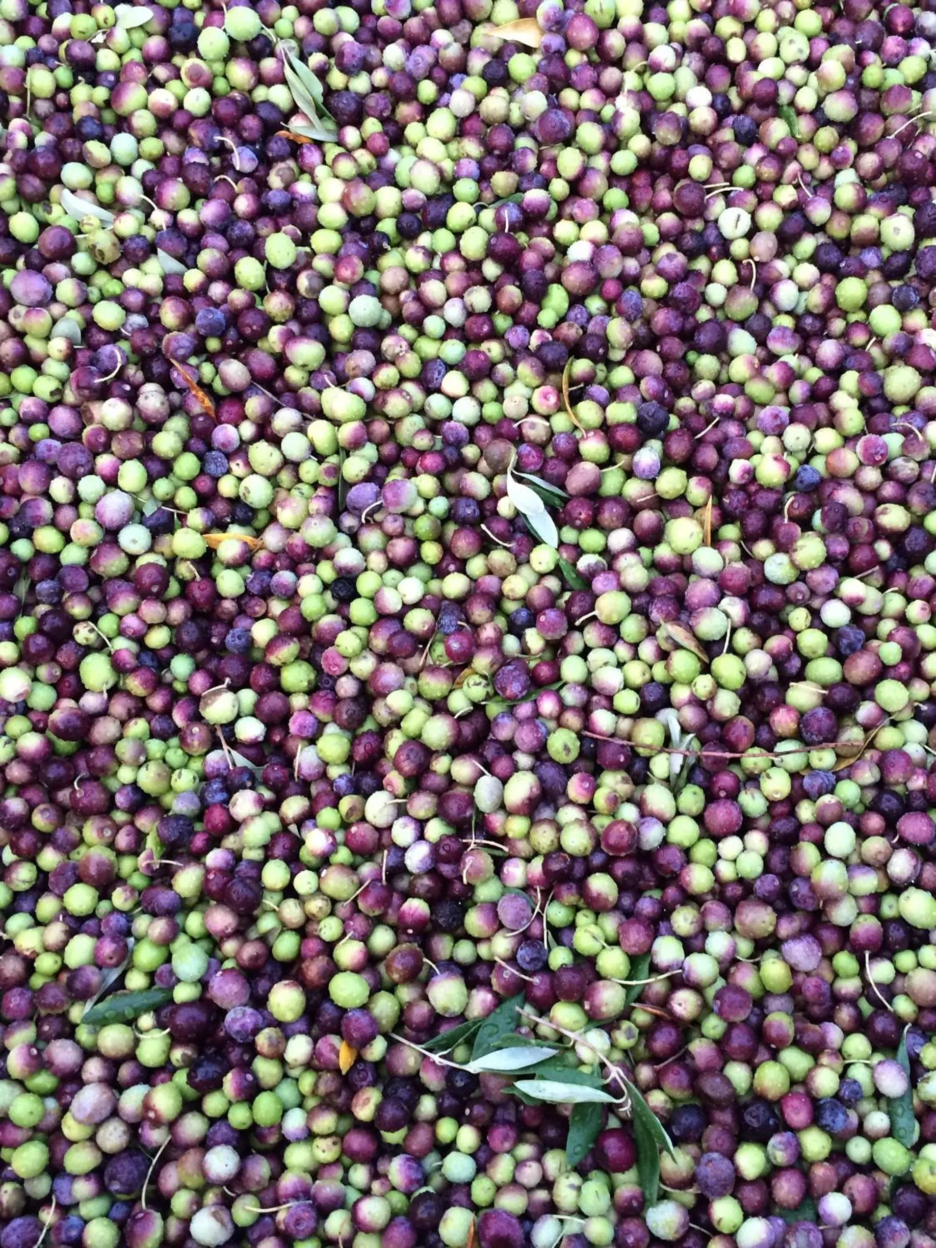On site in Fraaigelegen Farm - Home of ADHARA EVOO