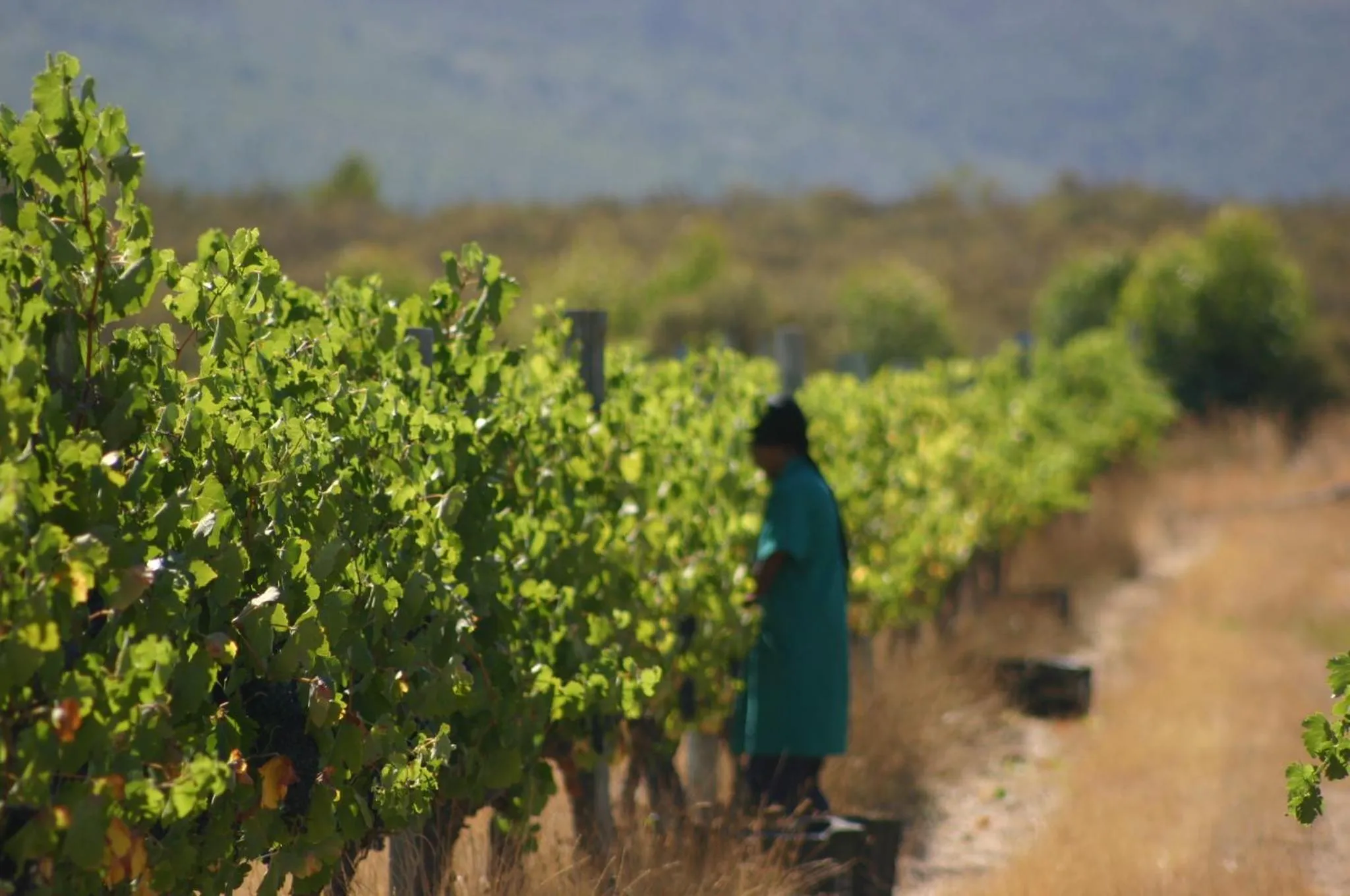 Activities in Fraaigelegen Farm - Home of ADHARA EVOO