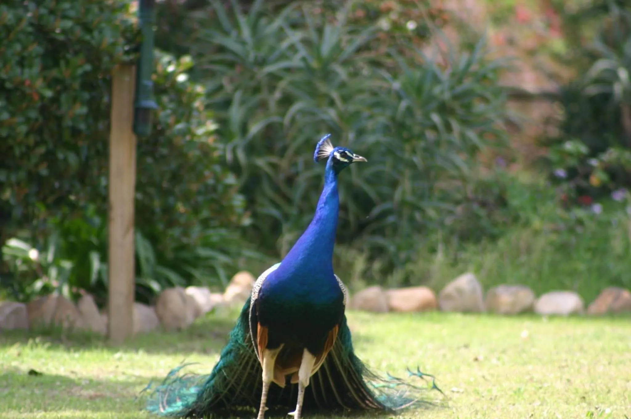 Animals in Fraaigelegen Farm - Home of ADHARA EVOO