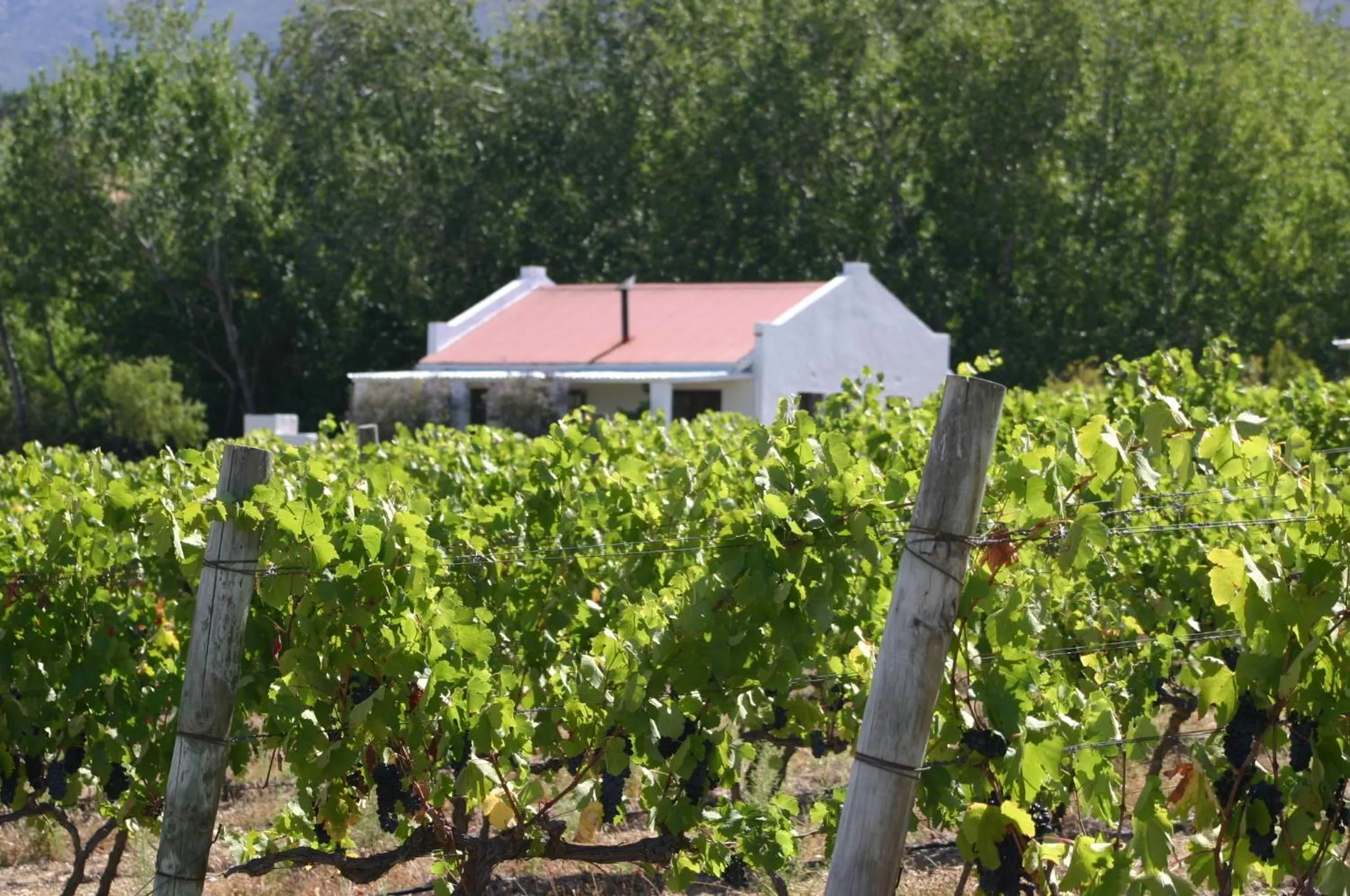 Other in Fraaigelegen Farm - Home of ADHARA EVOO