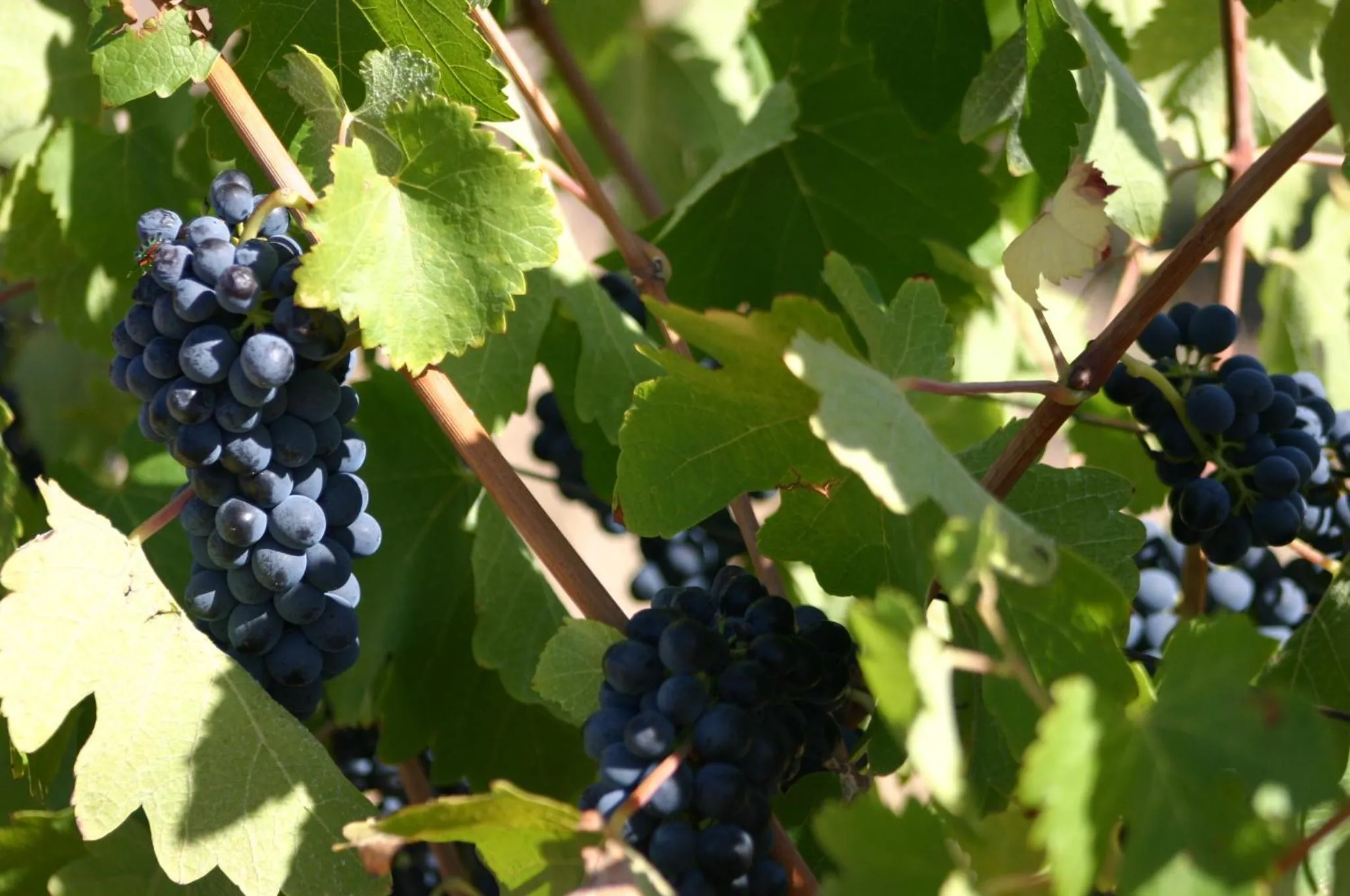 Activities in Fraaigelegen Farm - Home of ADHARA EVOO