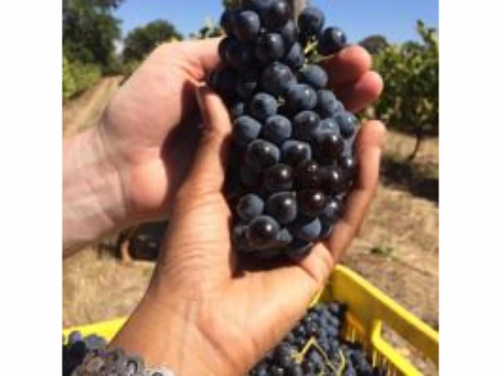 Activities in Fraaigelegen Farm - Home of ADHARA EVOO