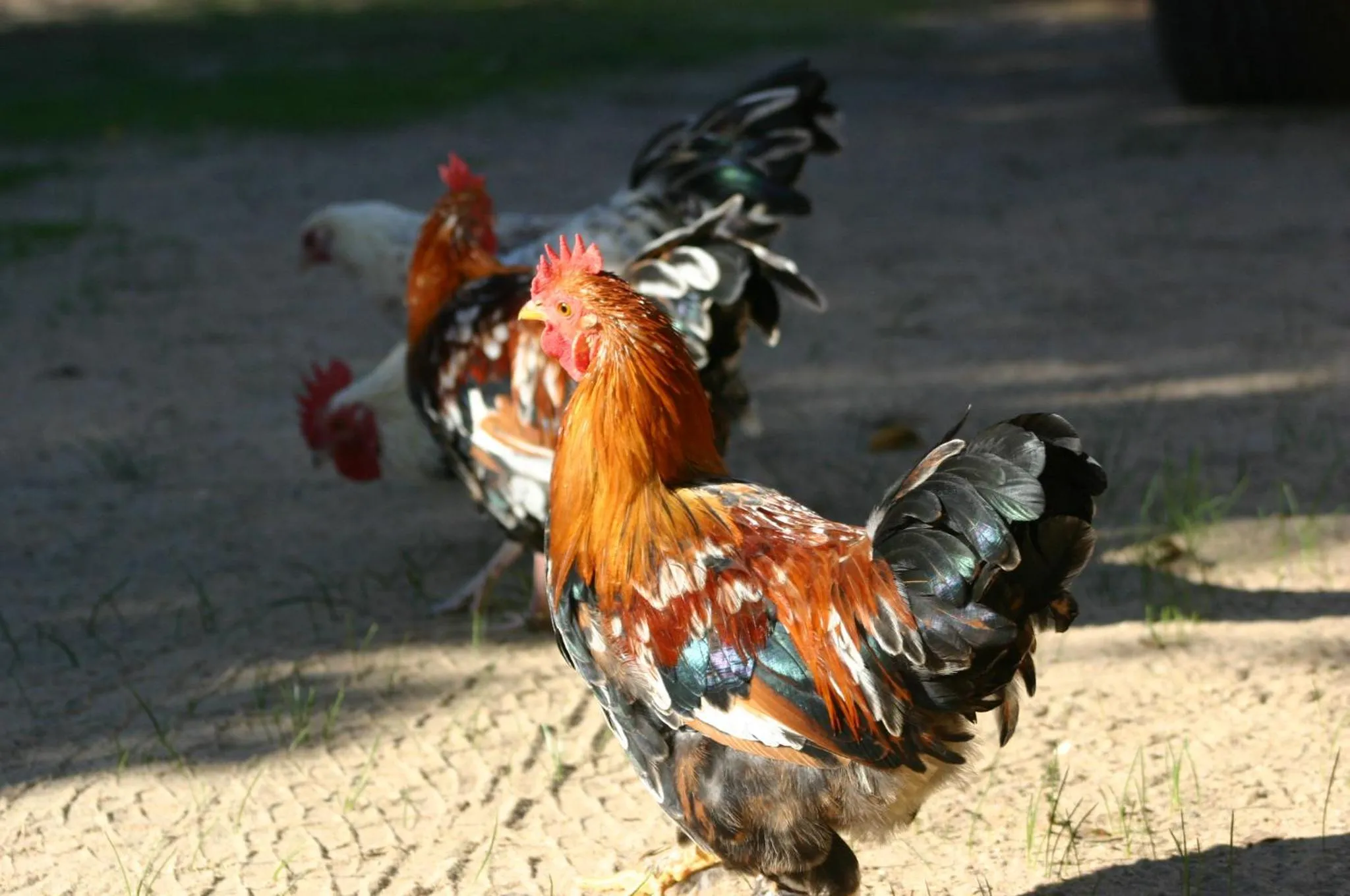 Animals in Fraaigelegen Farm - Home of ADHARA EVOO