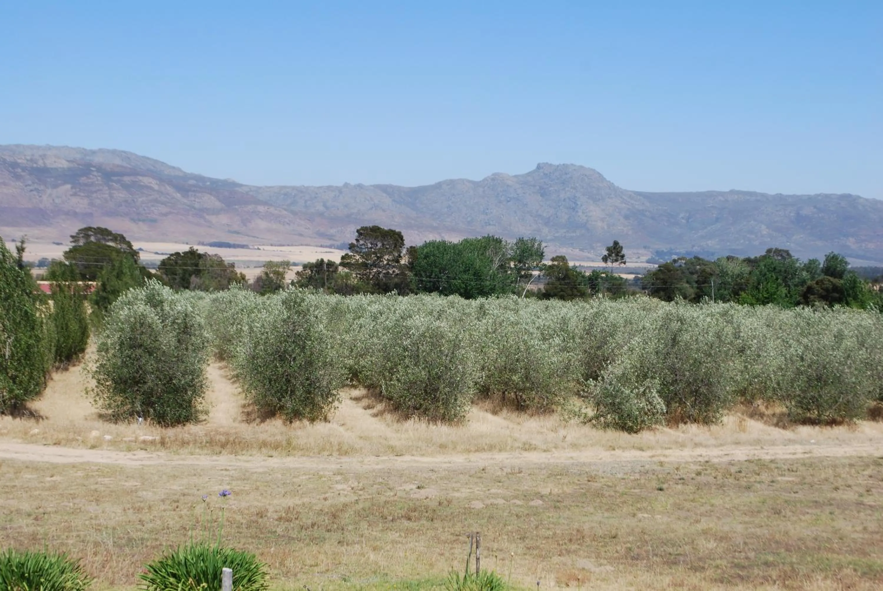 On site in Fraaigelegen Farm - Home of ADHARA EVOO
