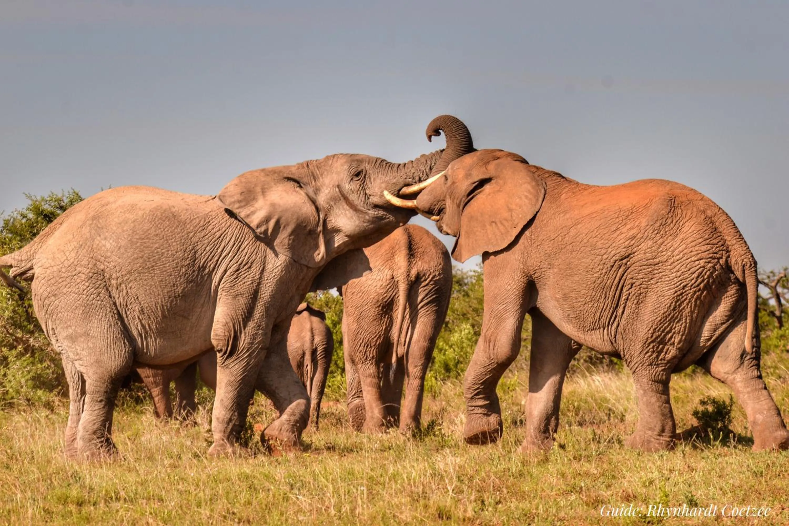 Activities in Addo Elephant Safari Lodge - Bellevue Forest Reserve